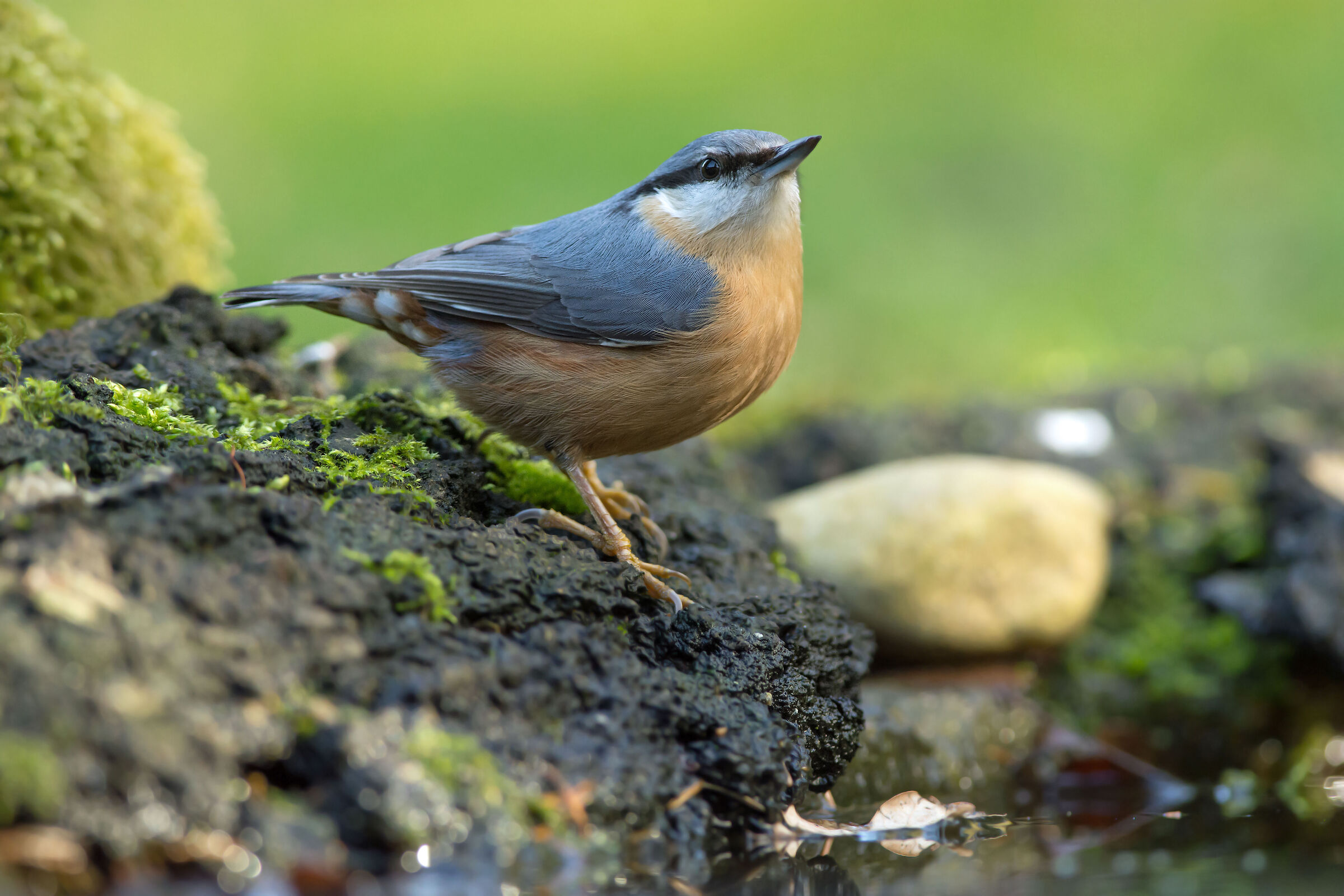 Nuthatč
