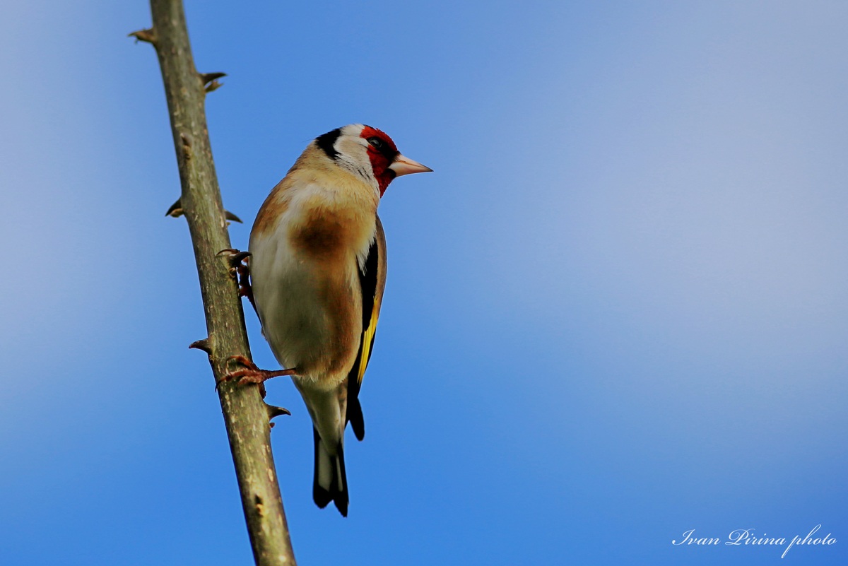 Goldfinch morning