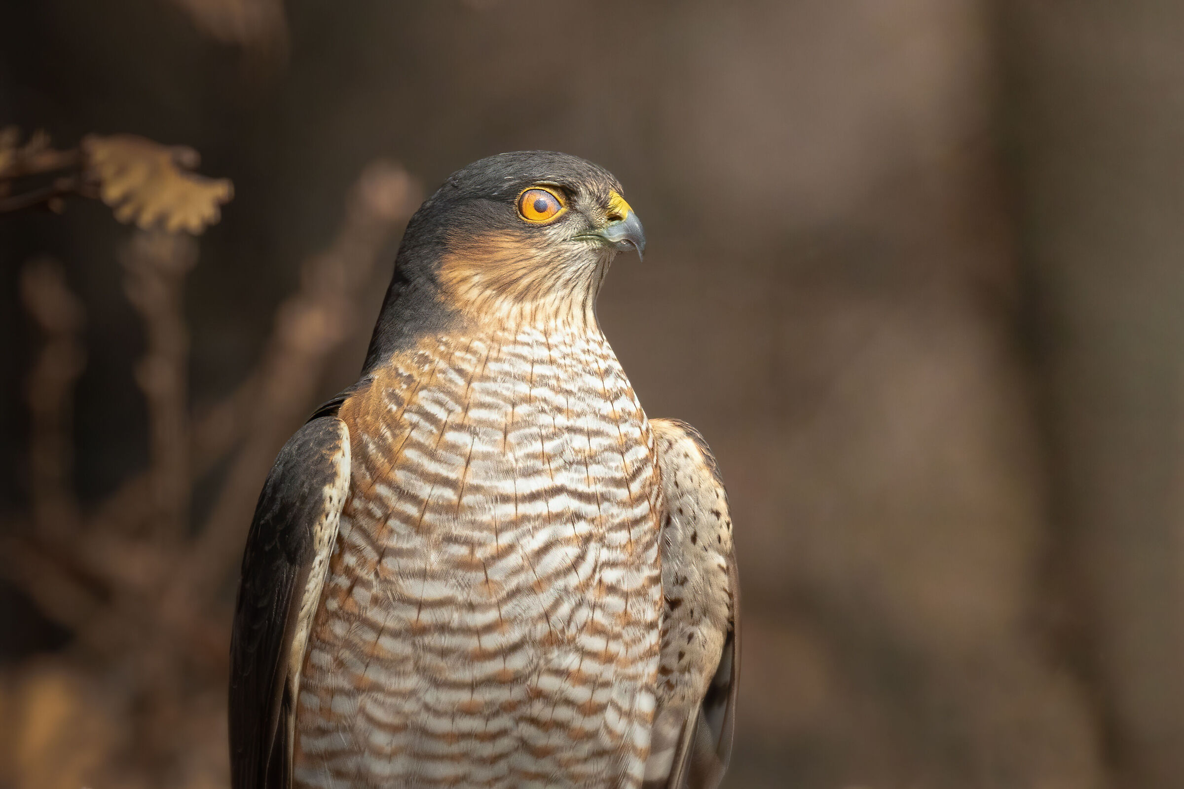 sguardo malefico