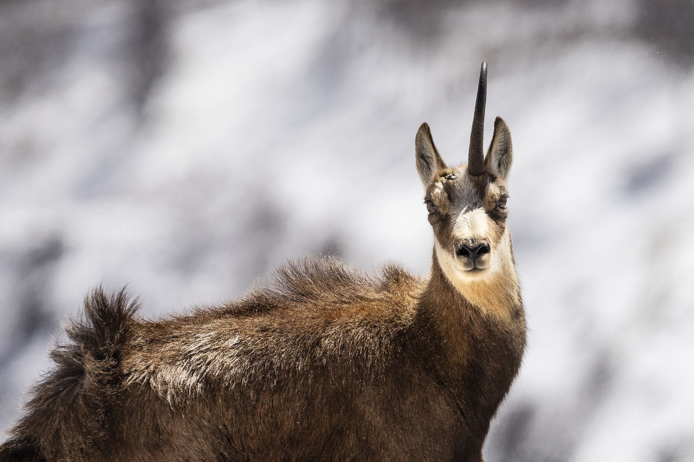 Almost friends, Unicorn.