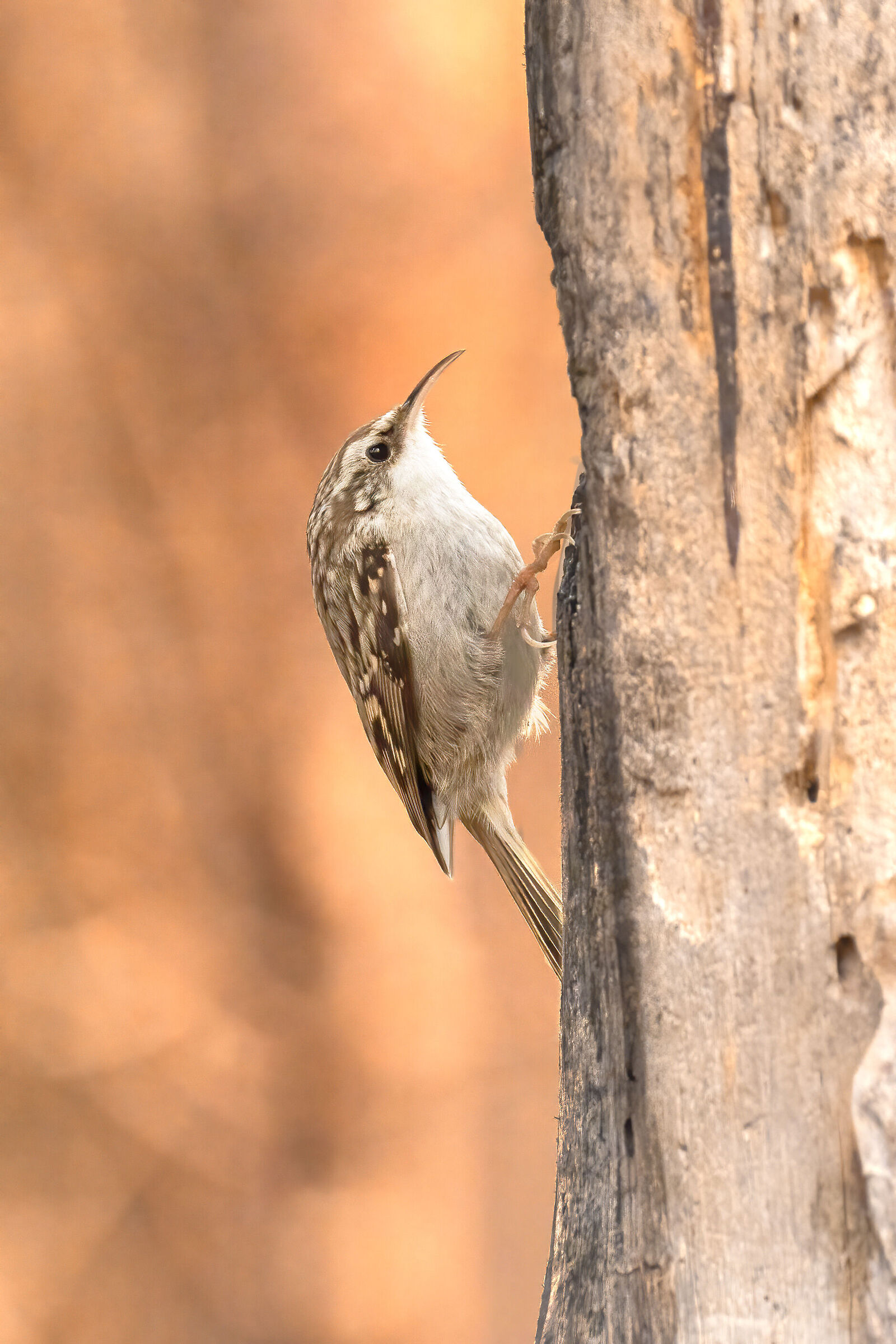 rampichino comune