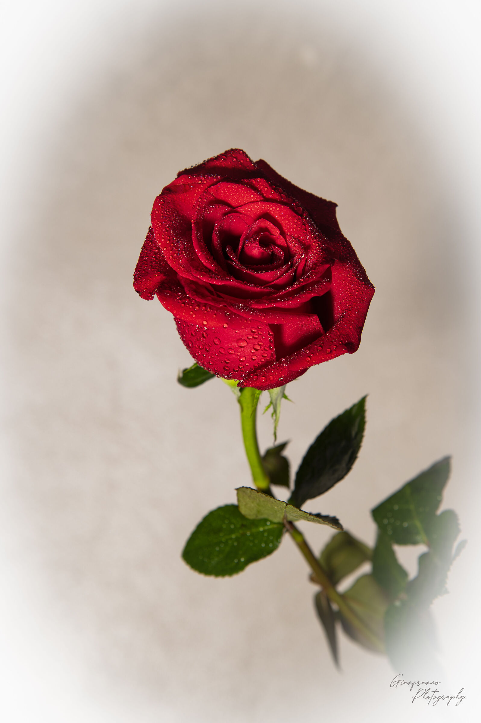 The Rose in a dream!