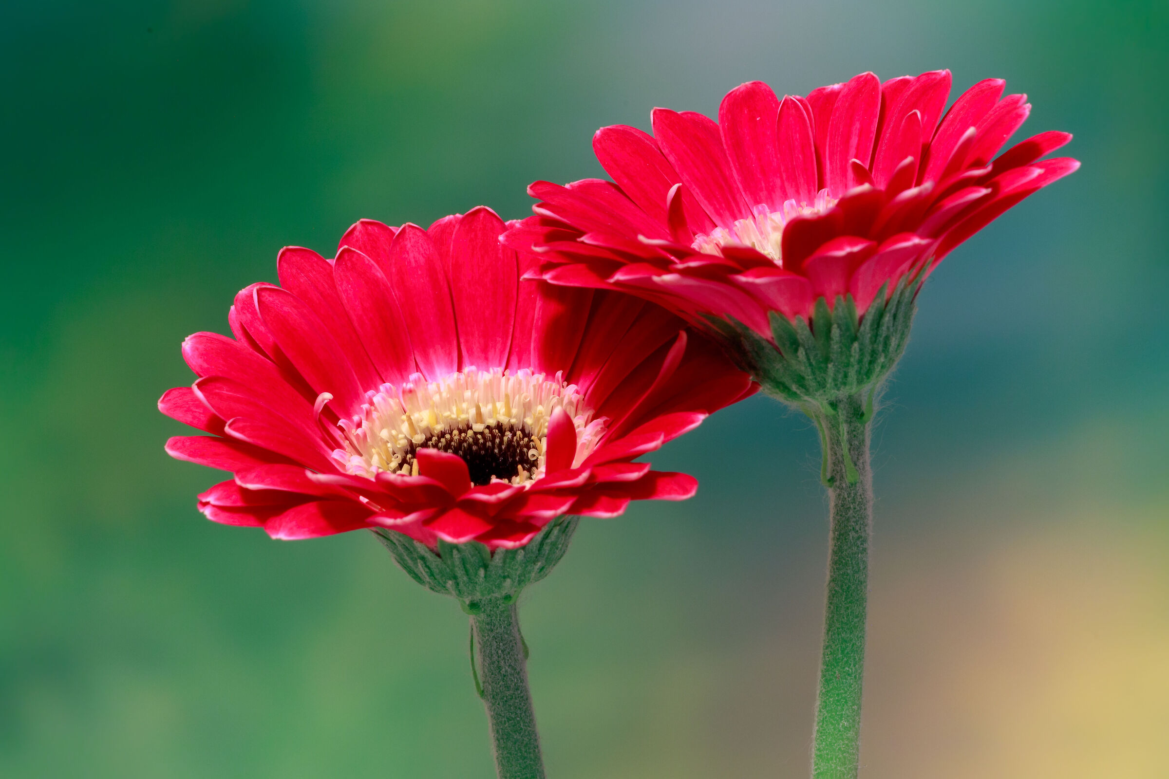 Gerbera