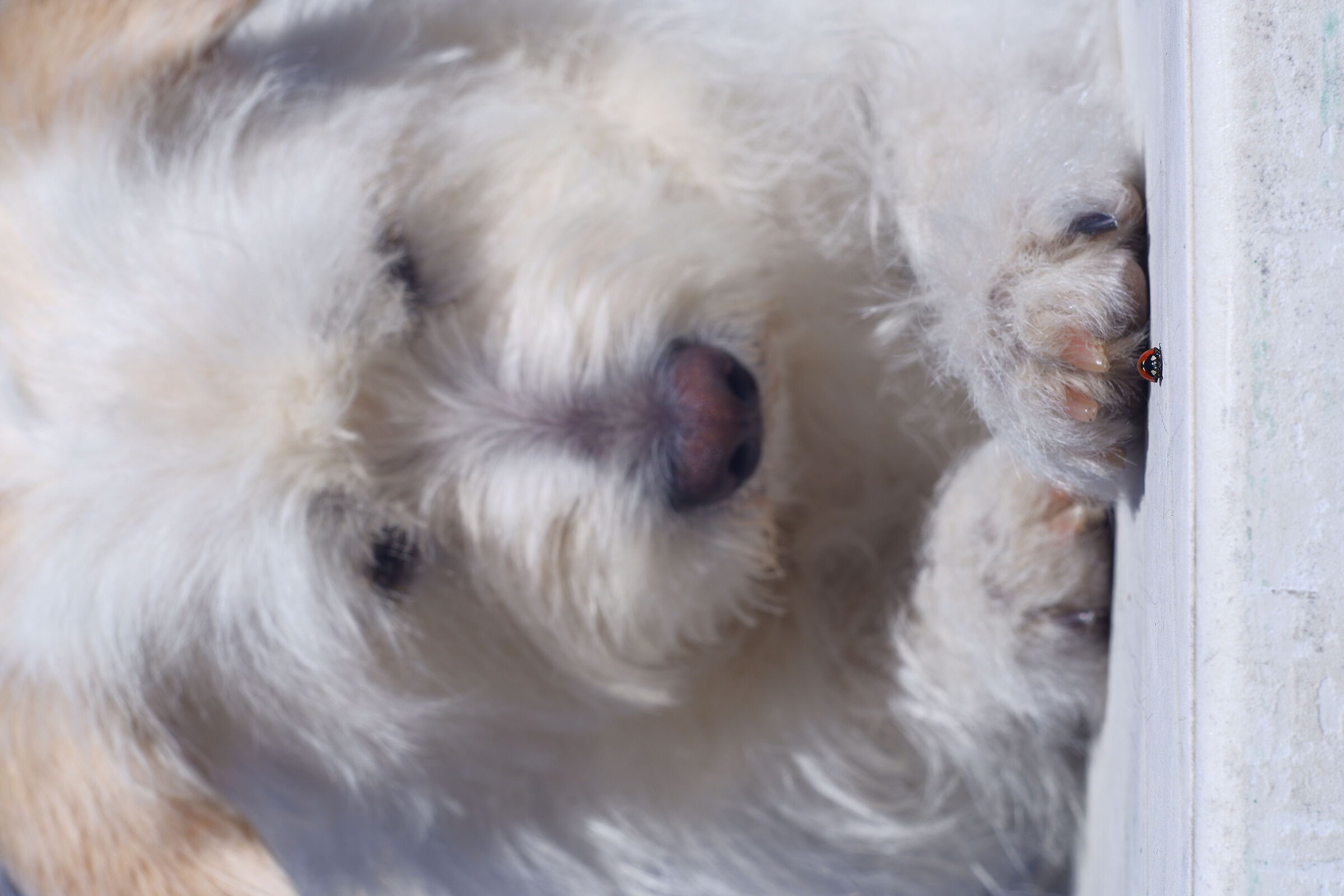 Piccoli amici trovano piccoli amici