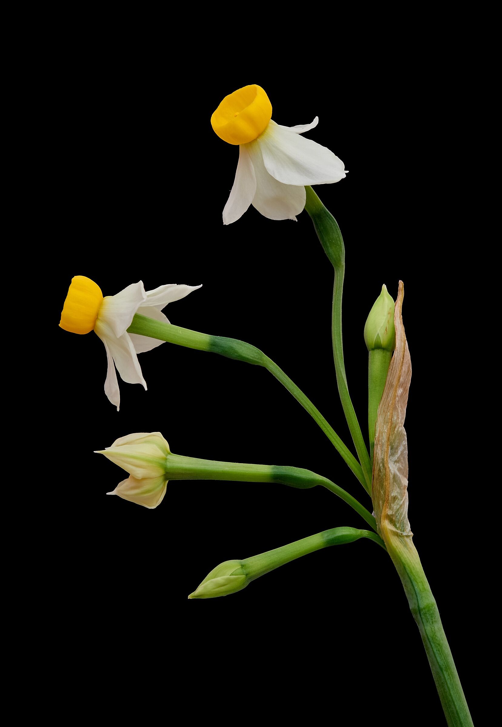 Narcisi