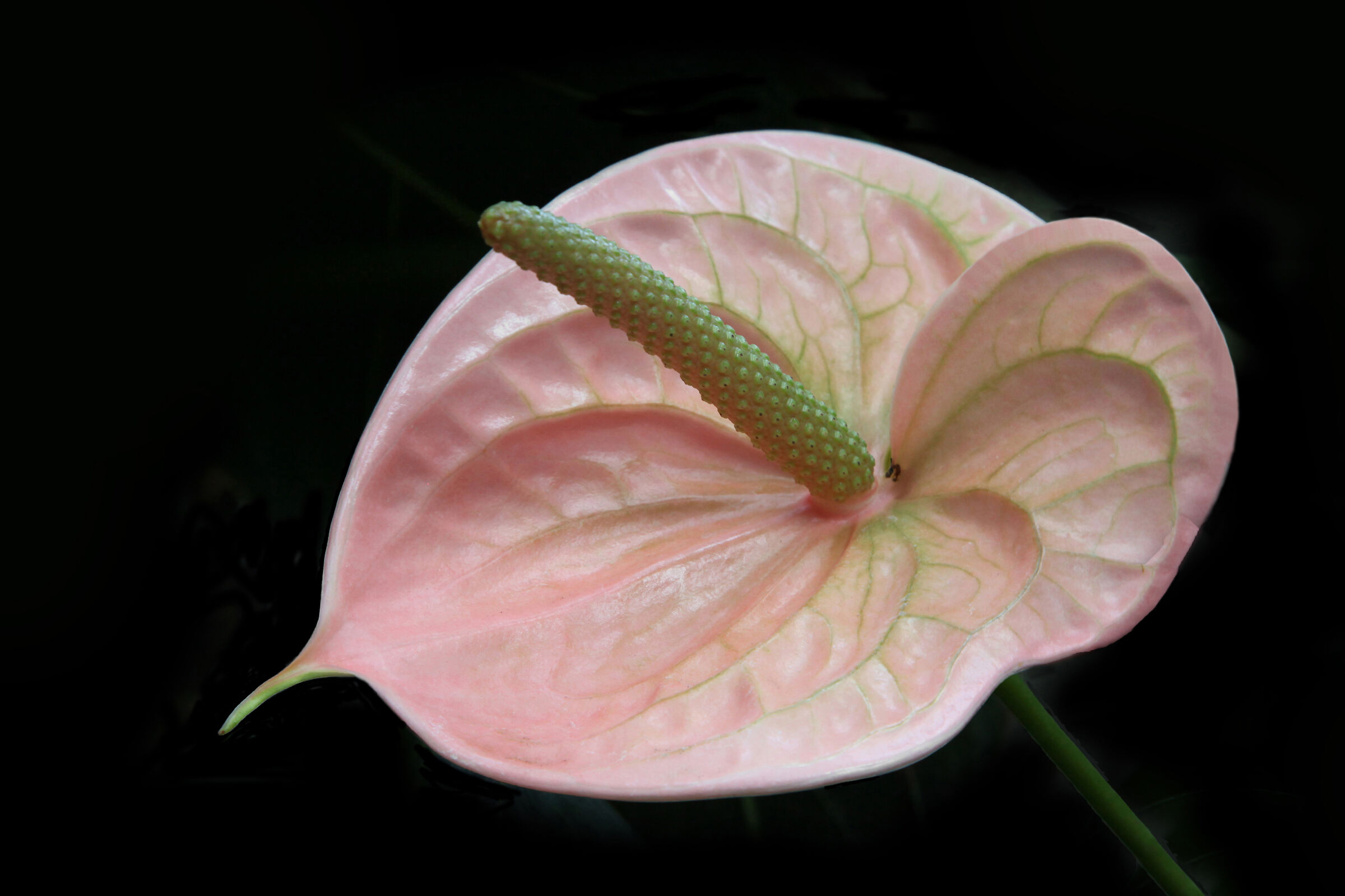 Ritorno al fondo nero