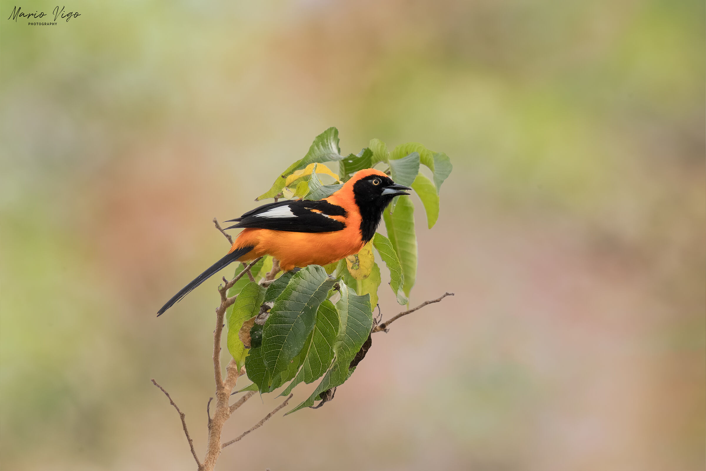 Trupiale dorsoarancio