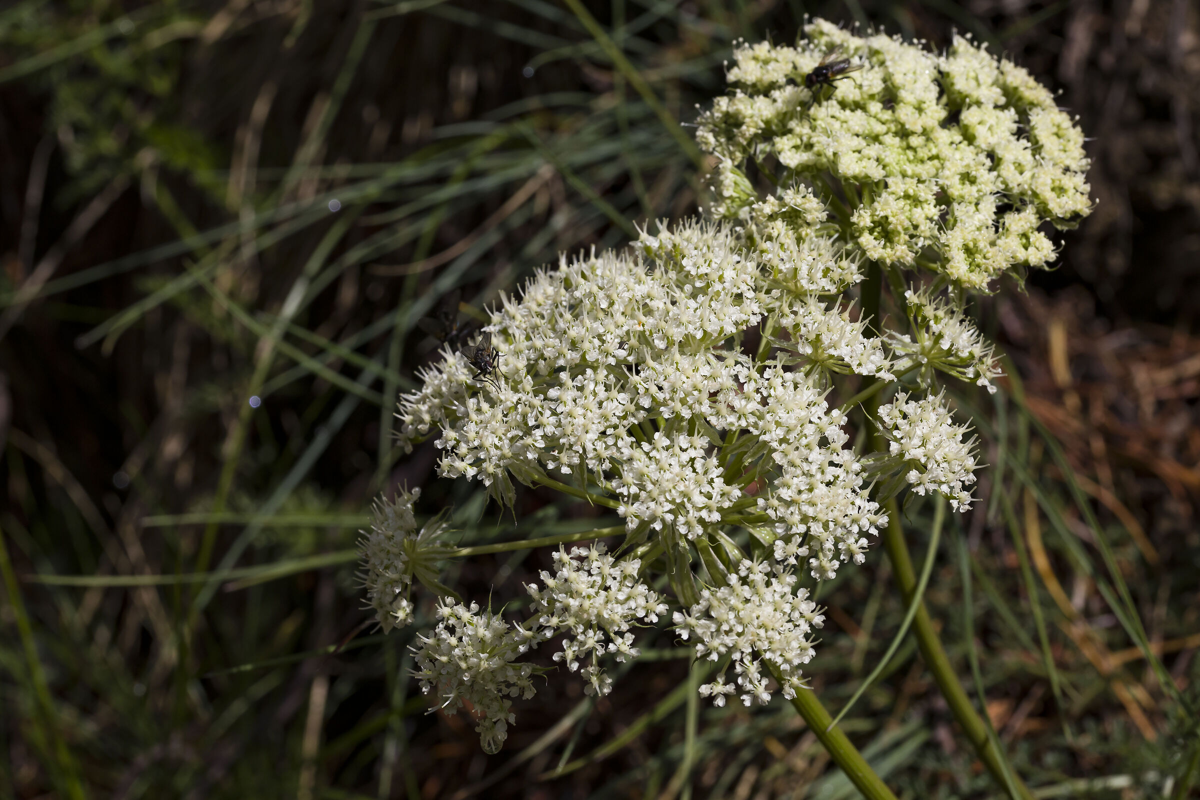 Chaerophyllum hirsutum L - Cerfoglio selvatico.