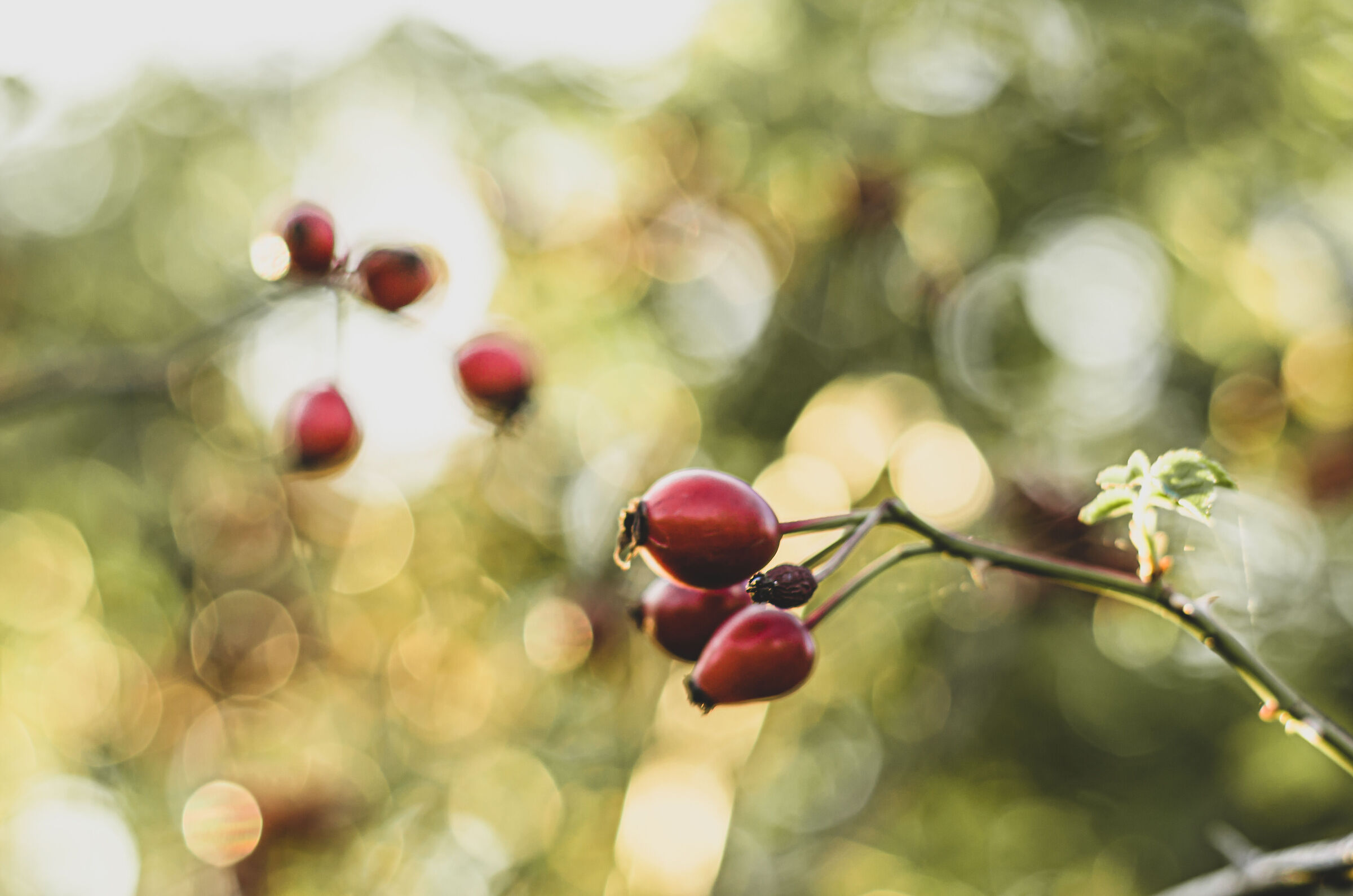 Rosehip