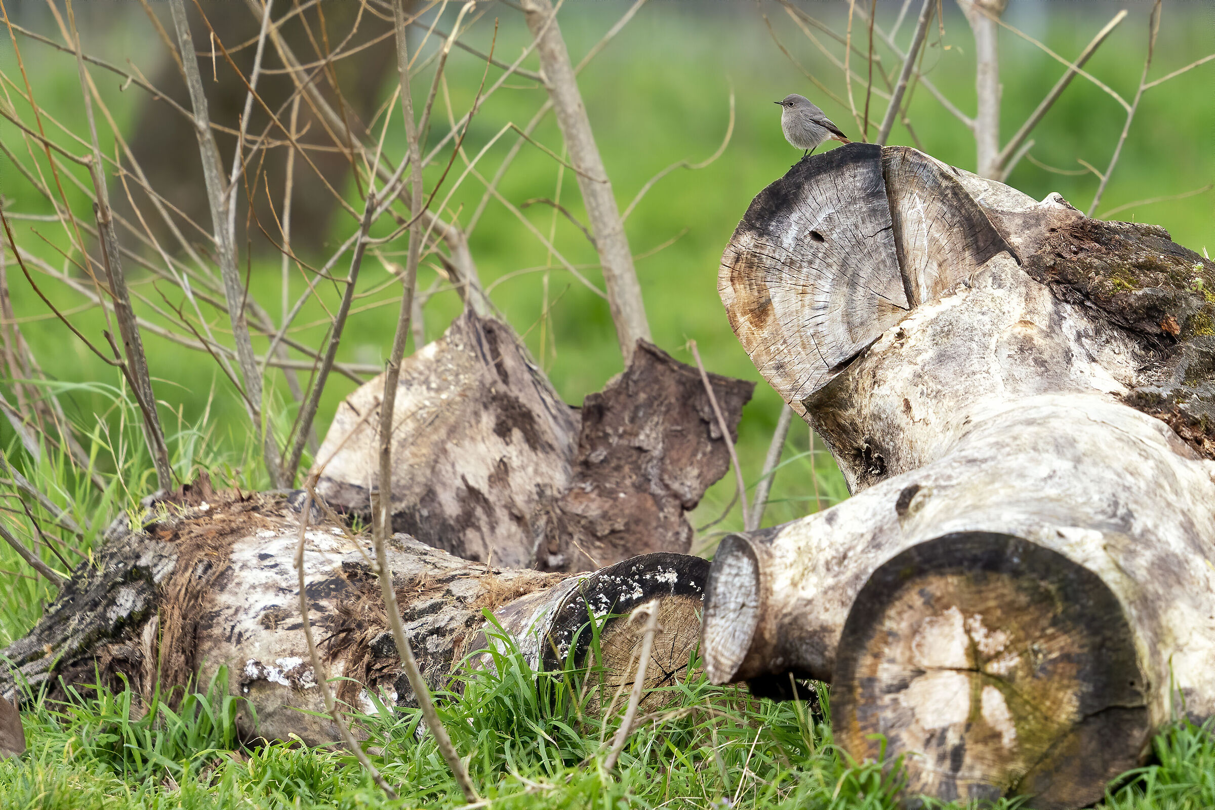 Codirosso female fireplace (or Robin?)