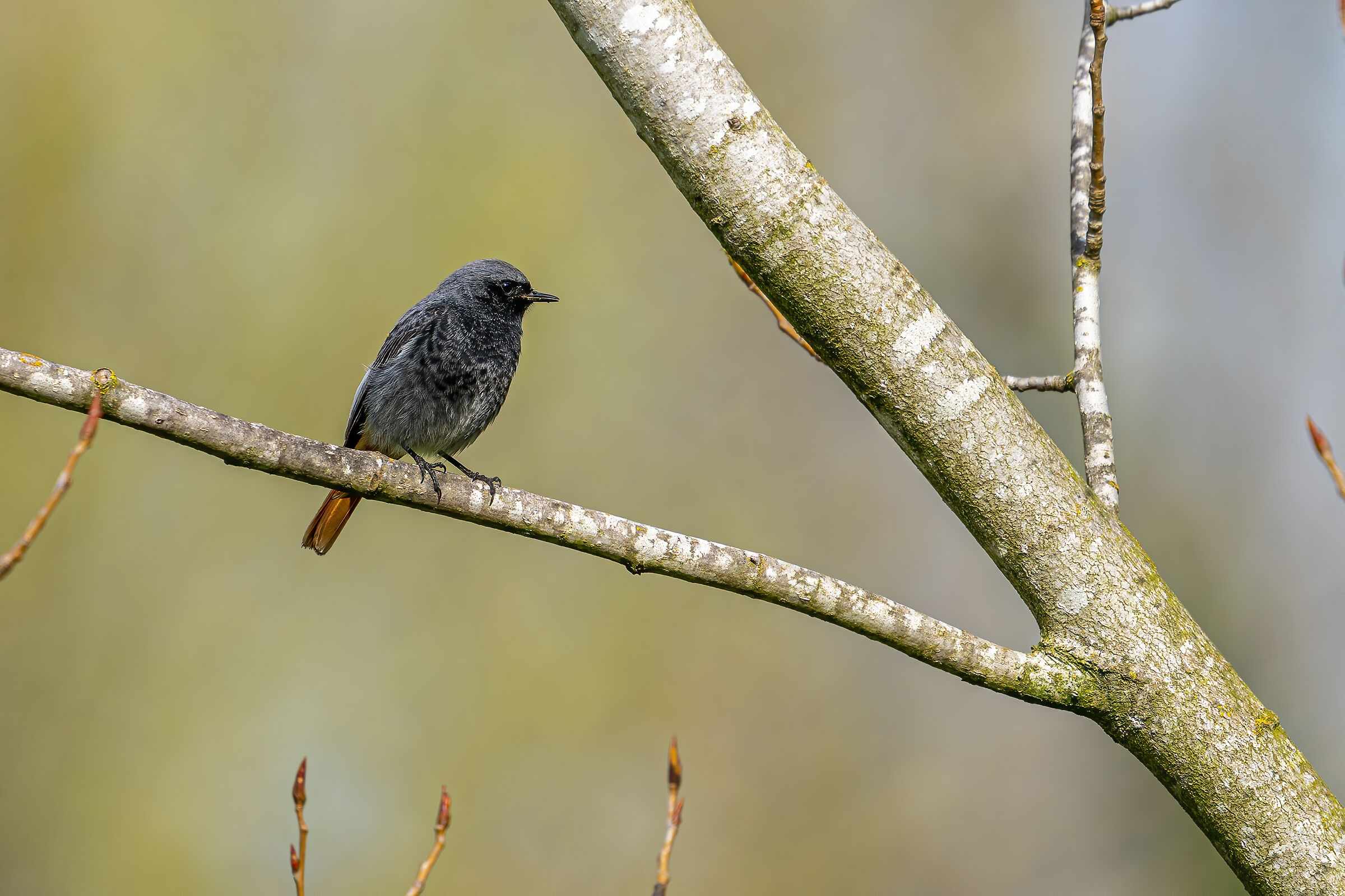 Codirosso Spazzacamino (male)
