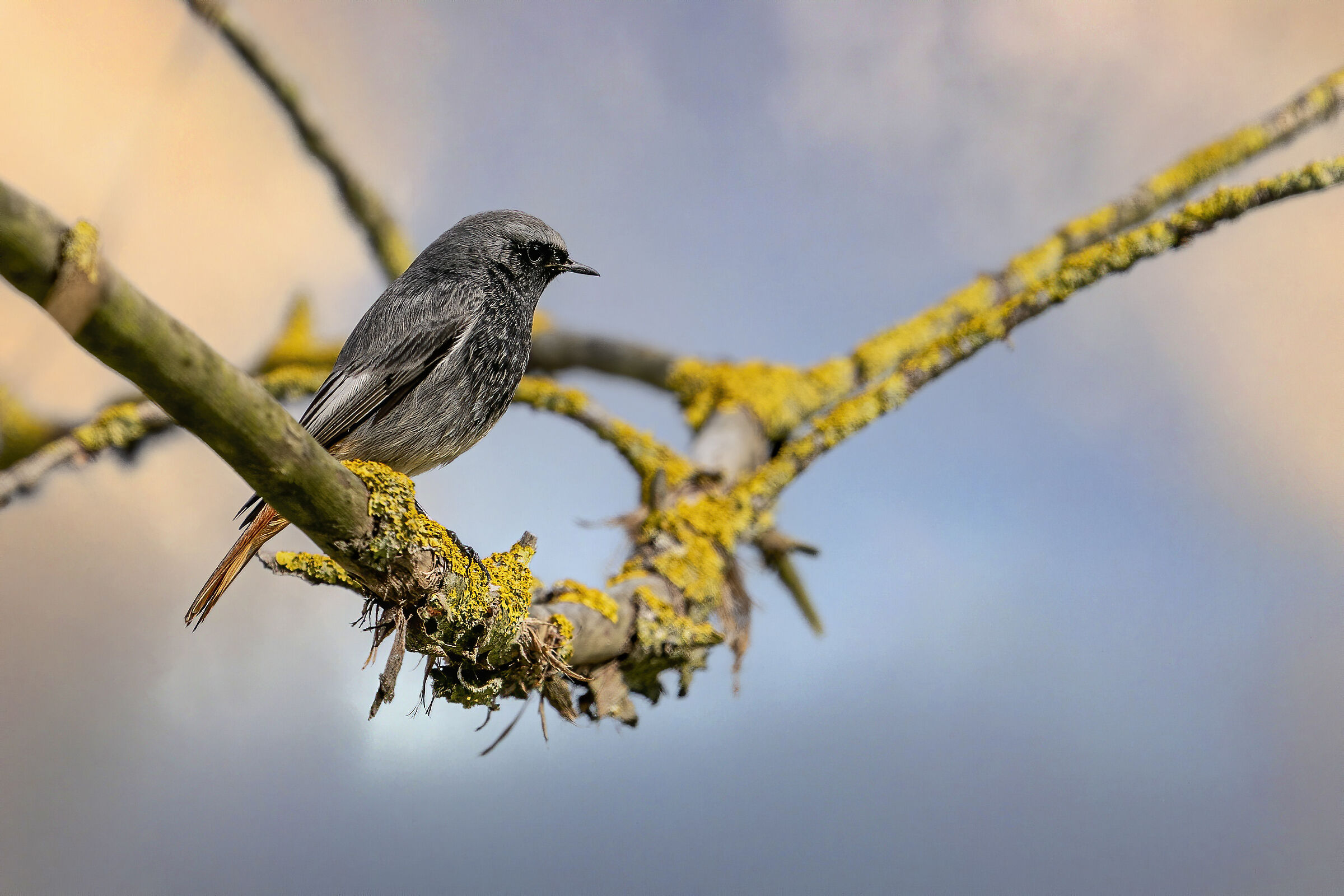 Codirosso Spazzacamino (male)