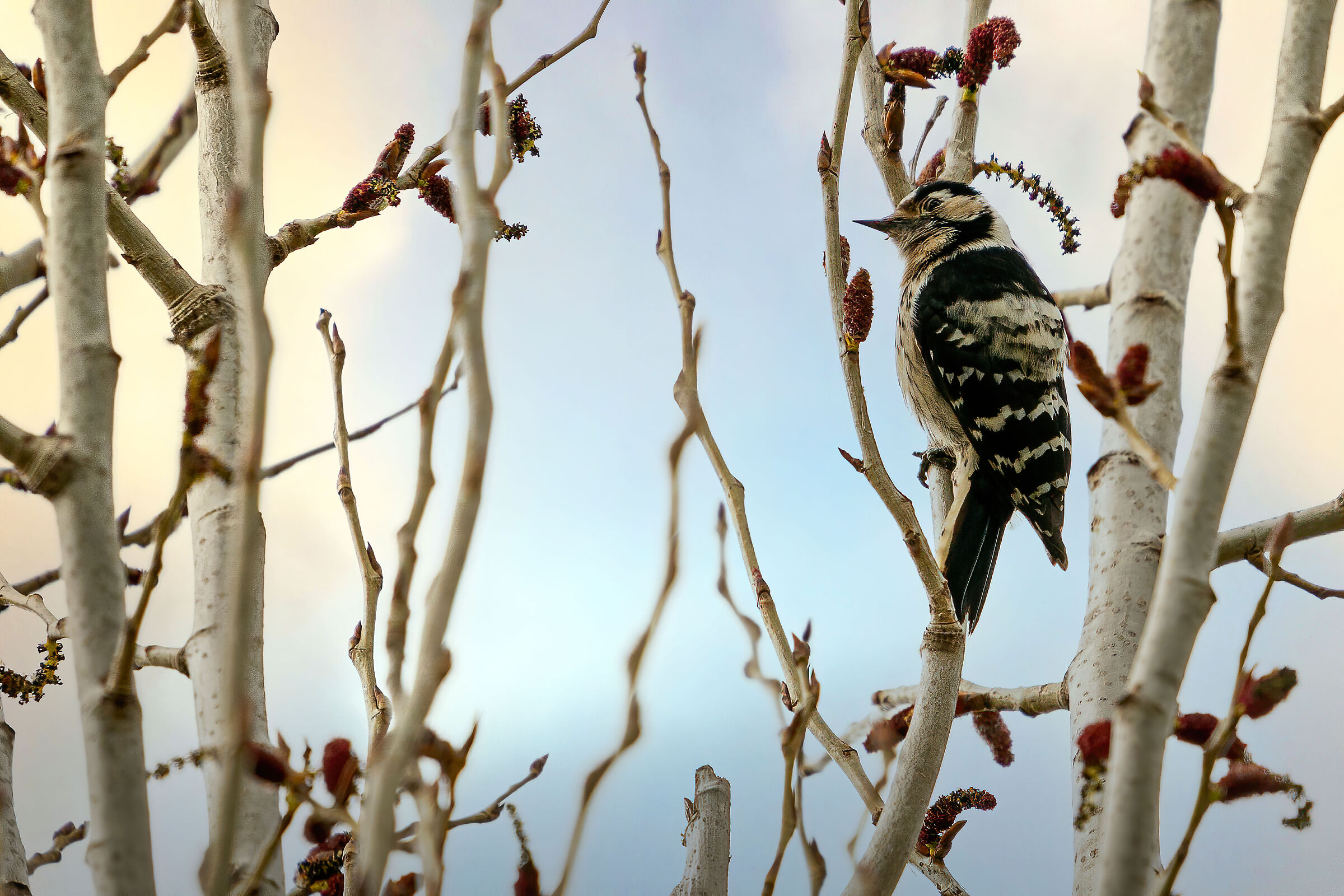 Woodpecker (I think, it was very far and small)