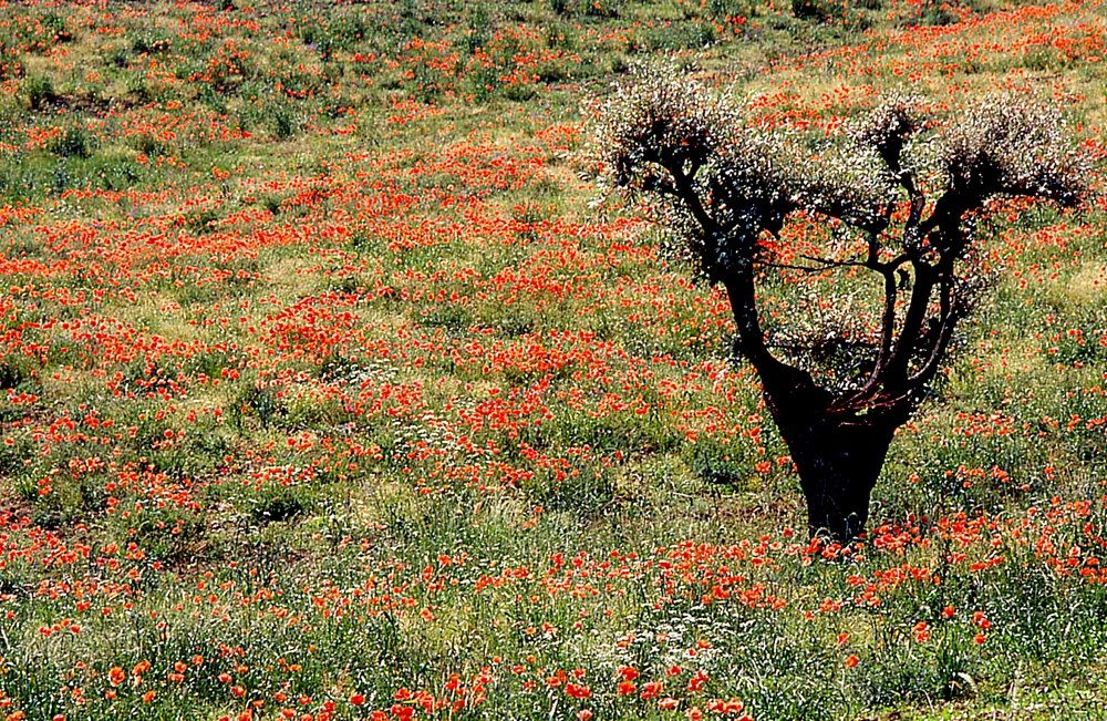 Paesaggio in collina 1