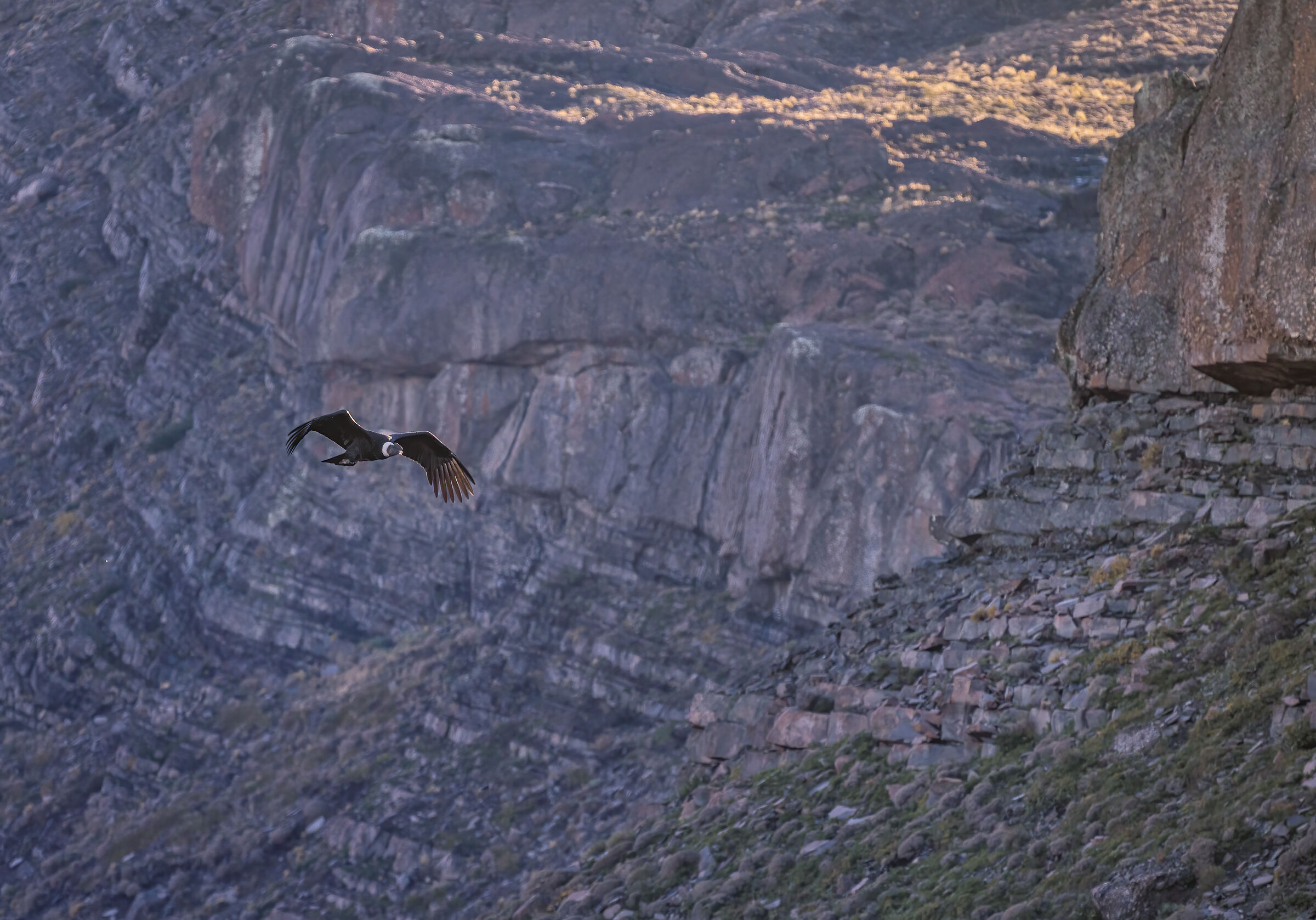 Wings at sunset