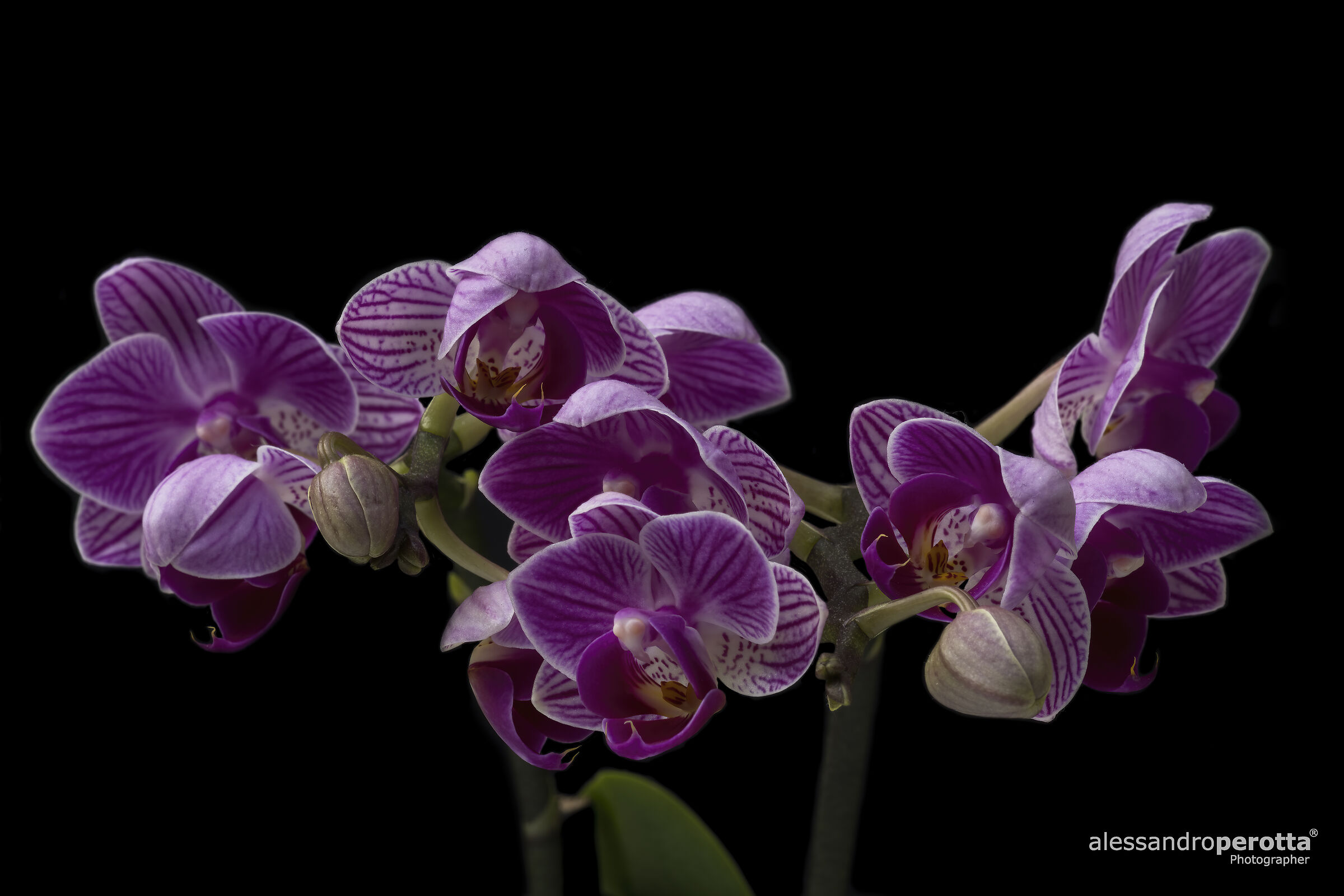 Phalaenopsis
