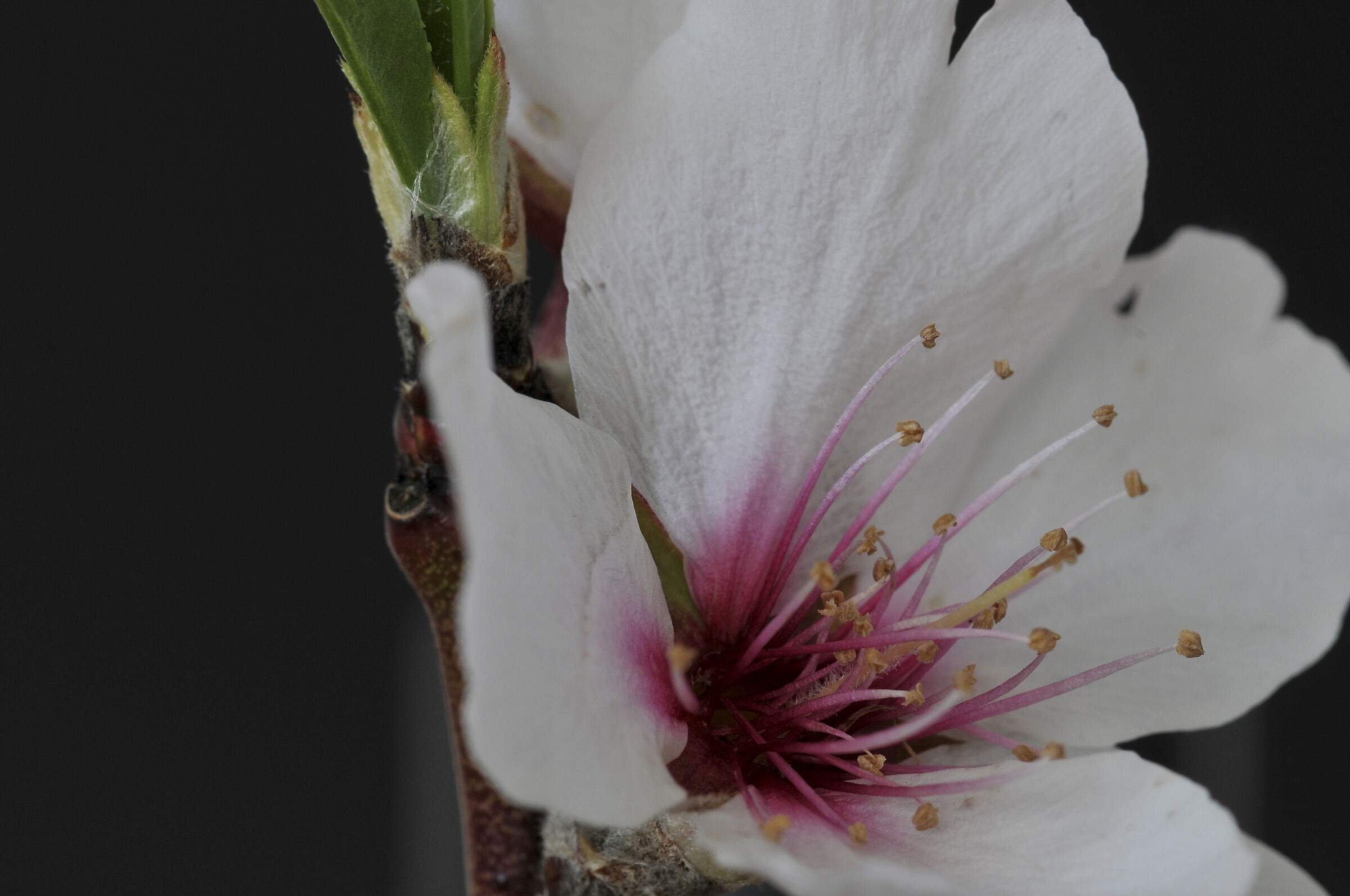 fiore di mandorla amara