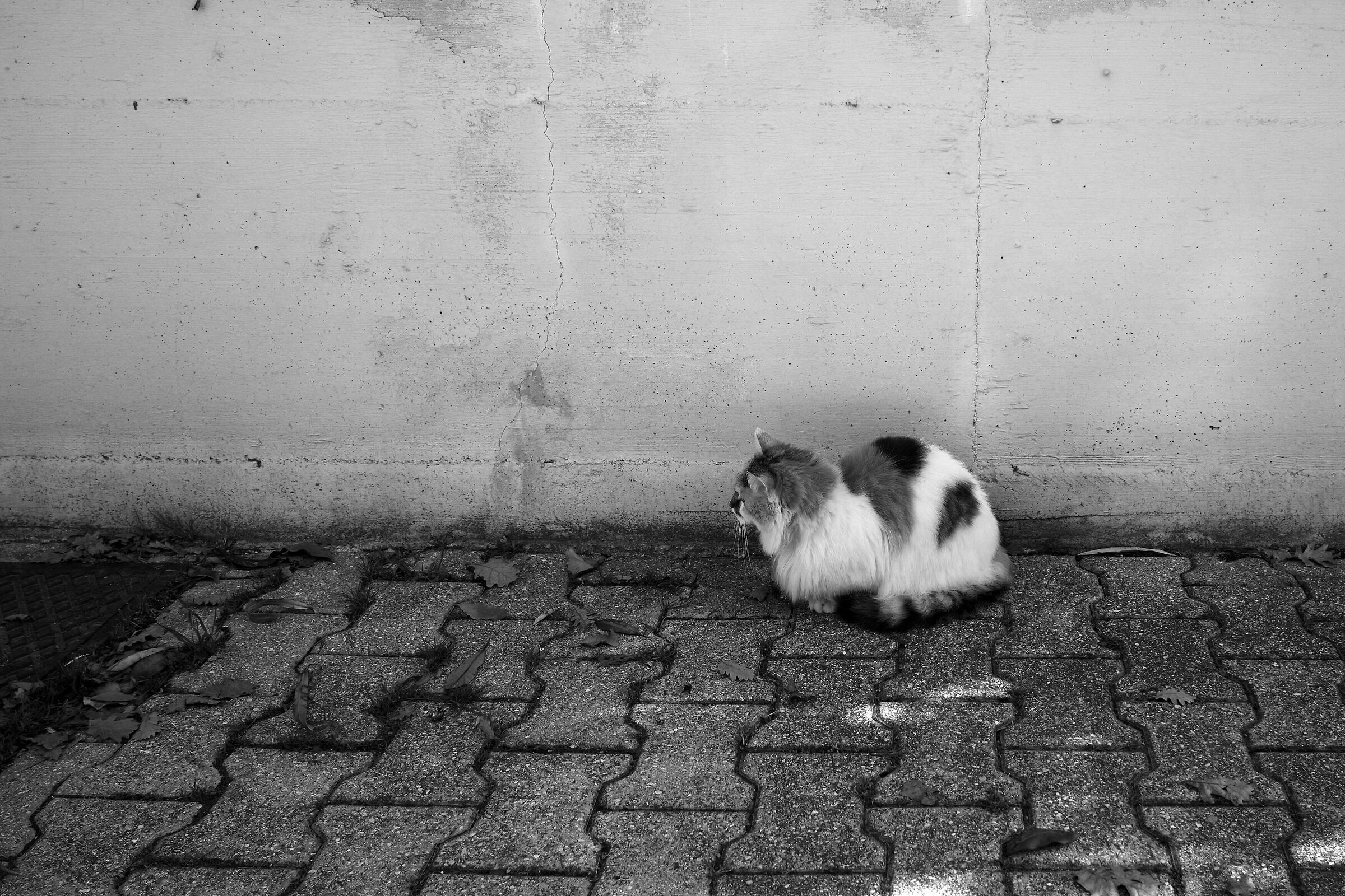 Miao