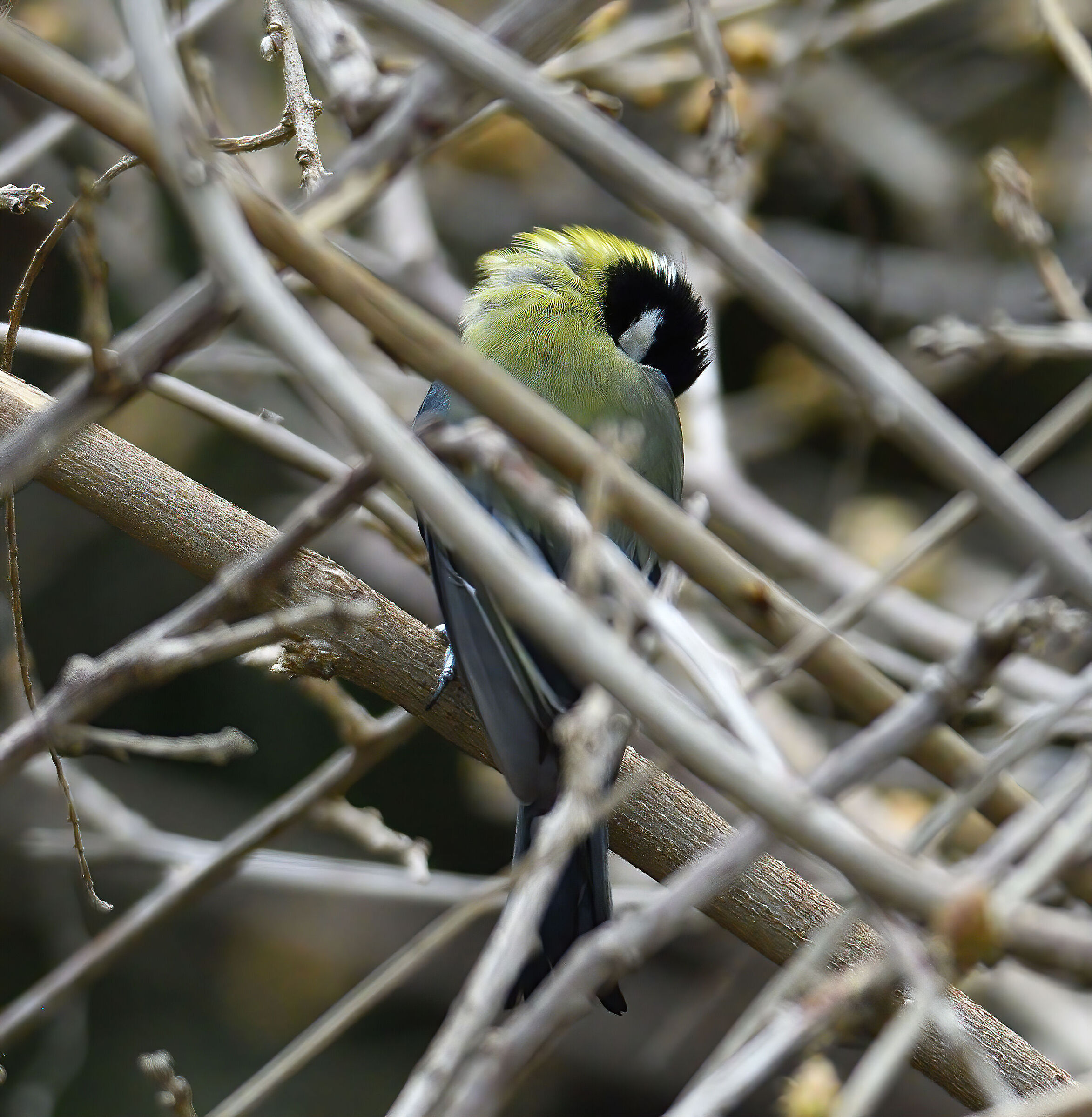 Among the branches