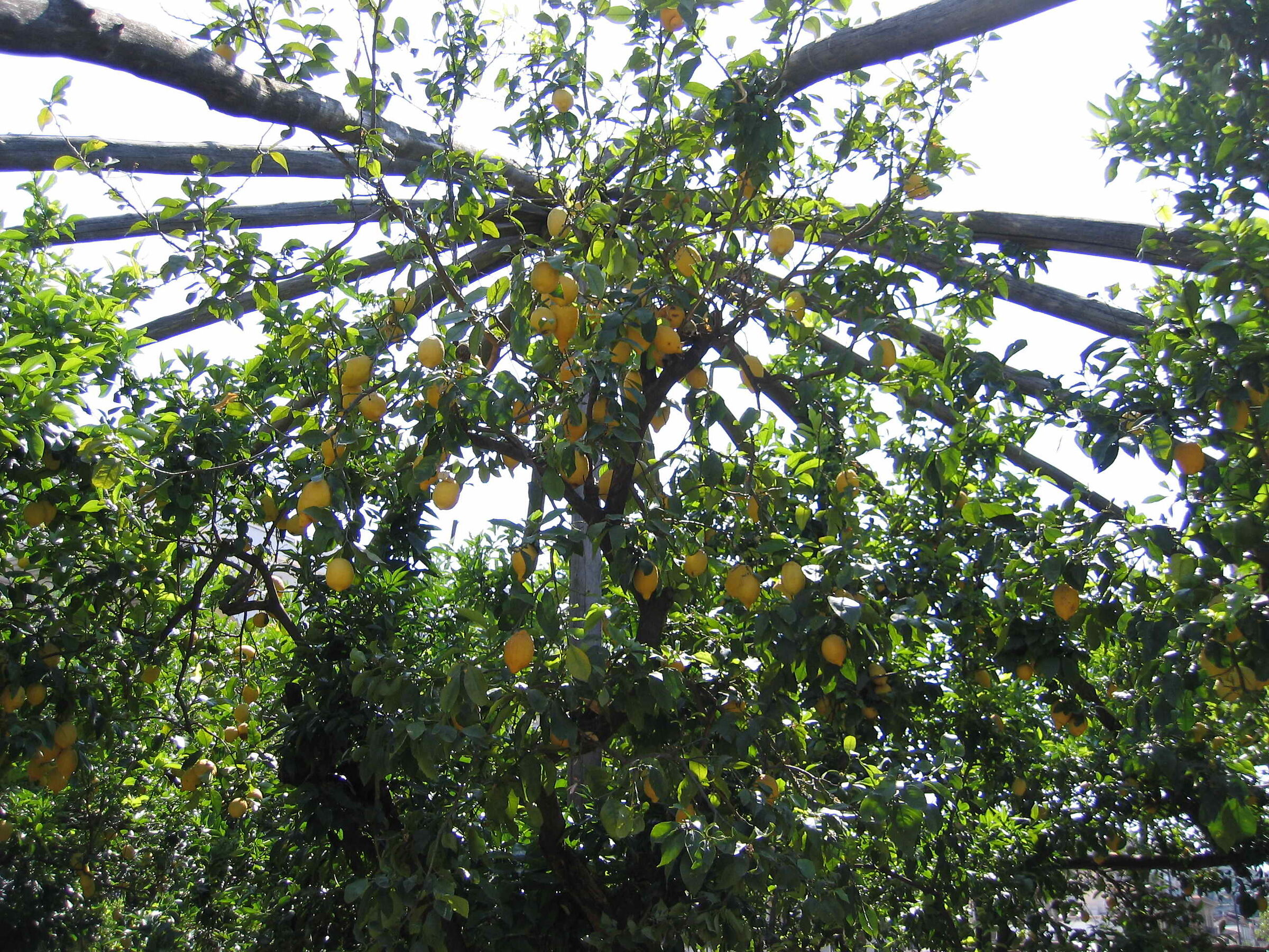 Lemons in Sorrento