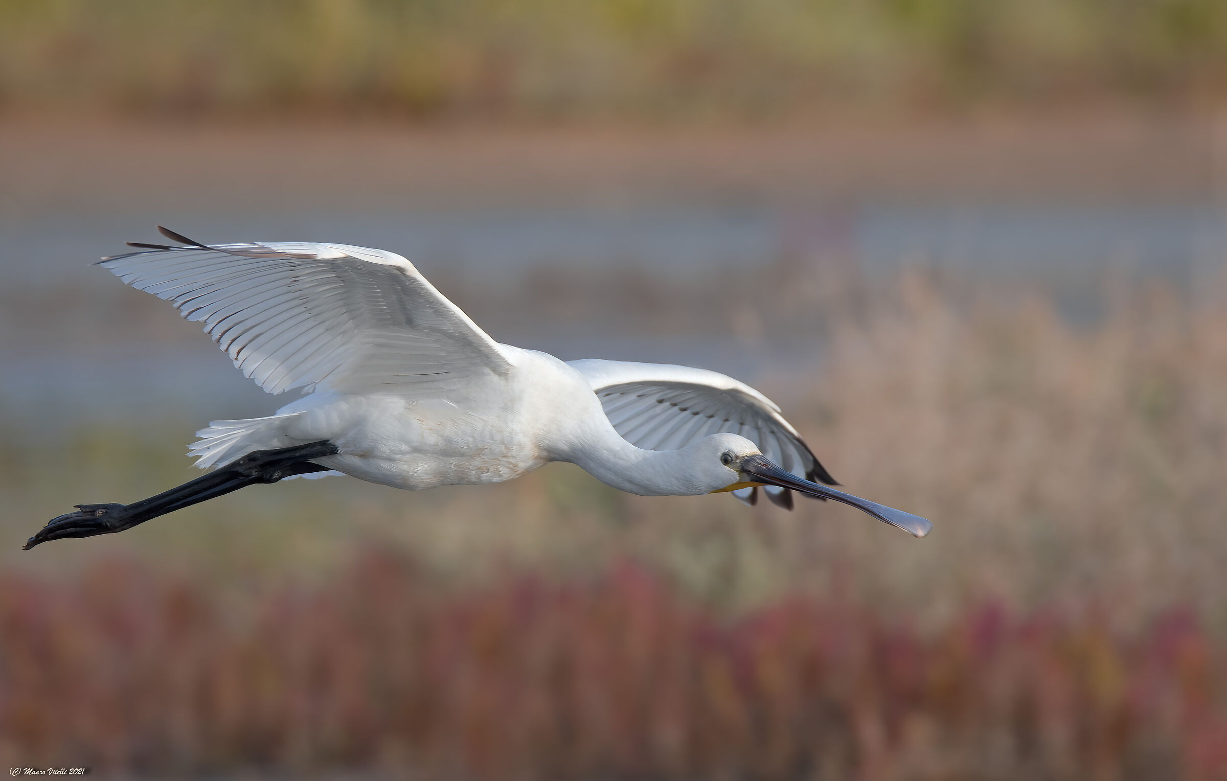 Spatula (Platalea leucorodia)