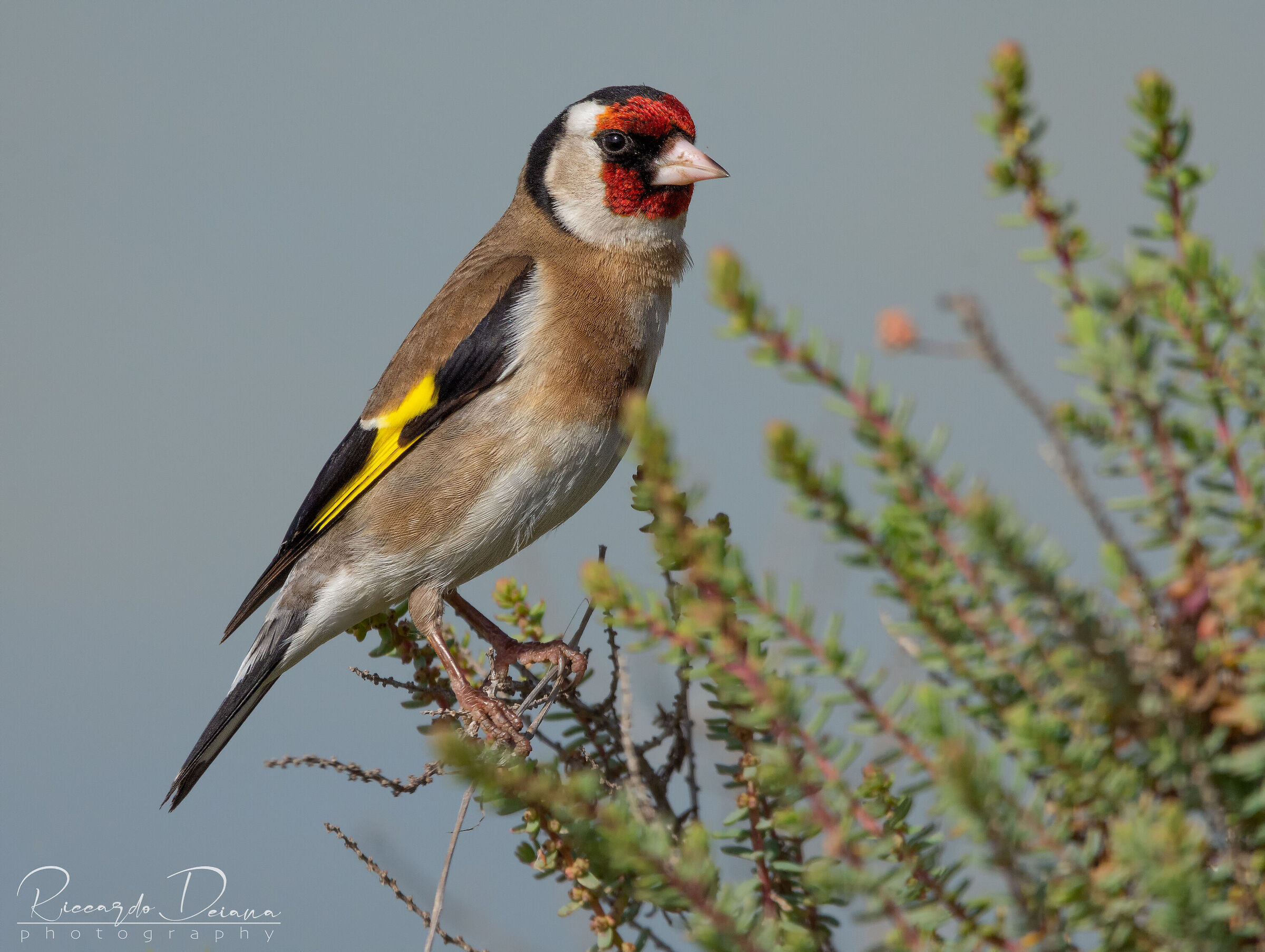 Portrait of goldfinch