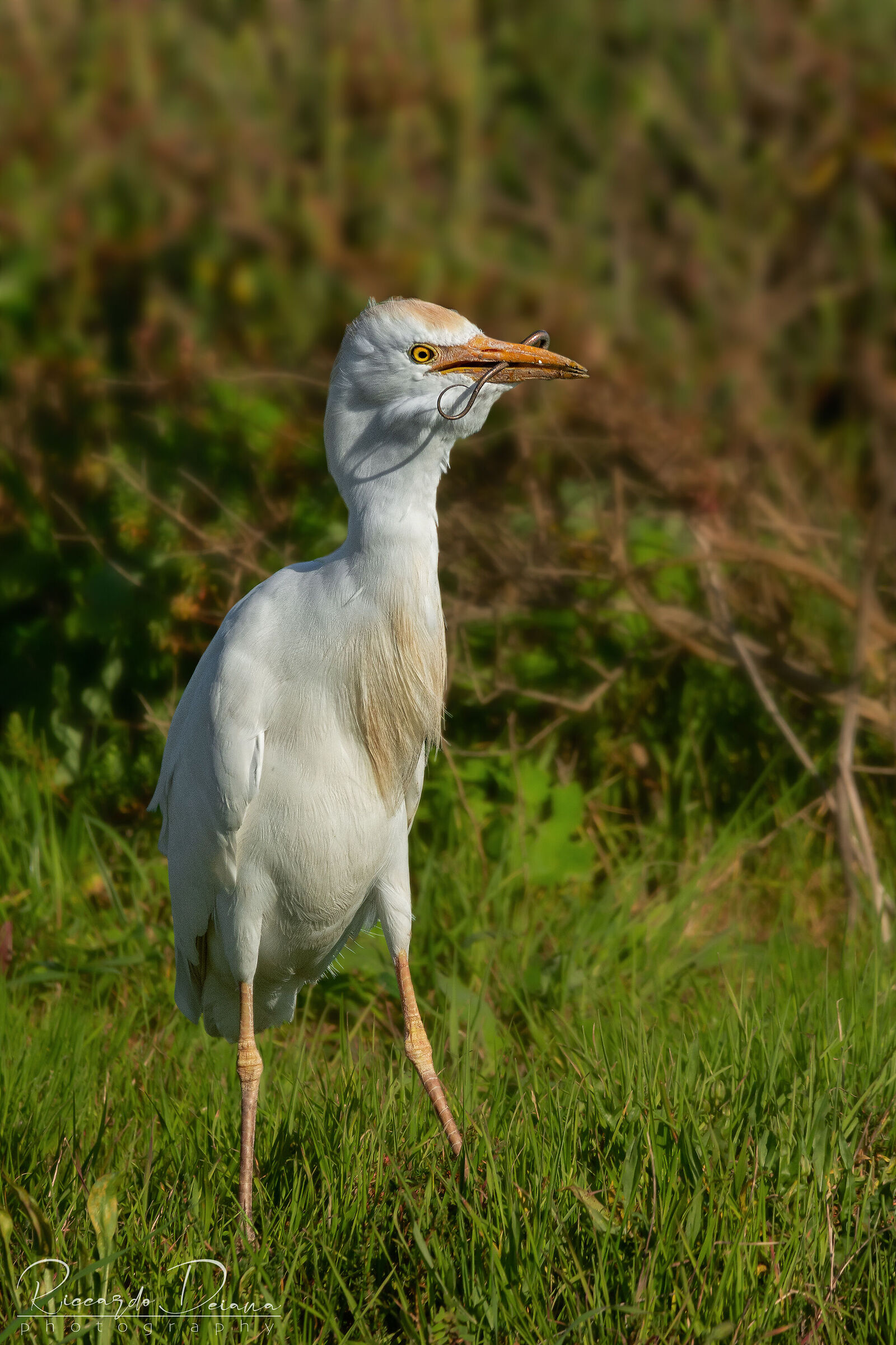 It makes me a mustache..