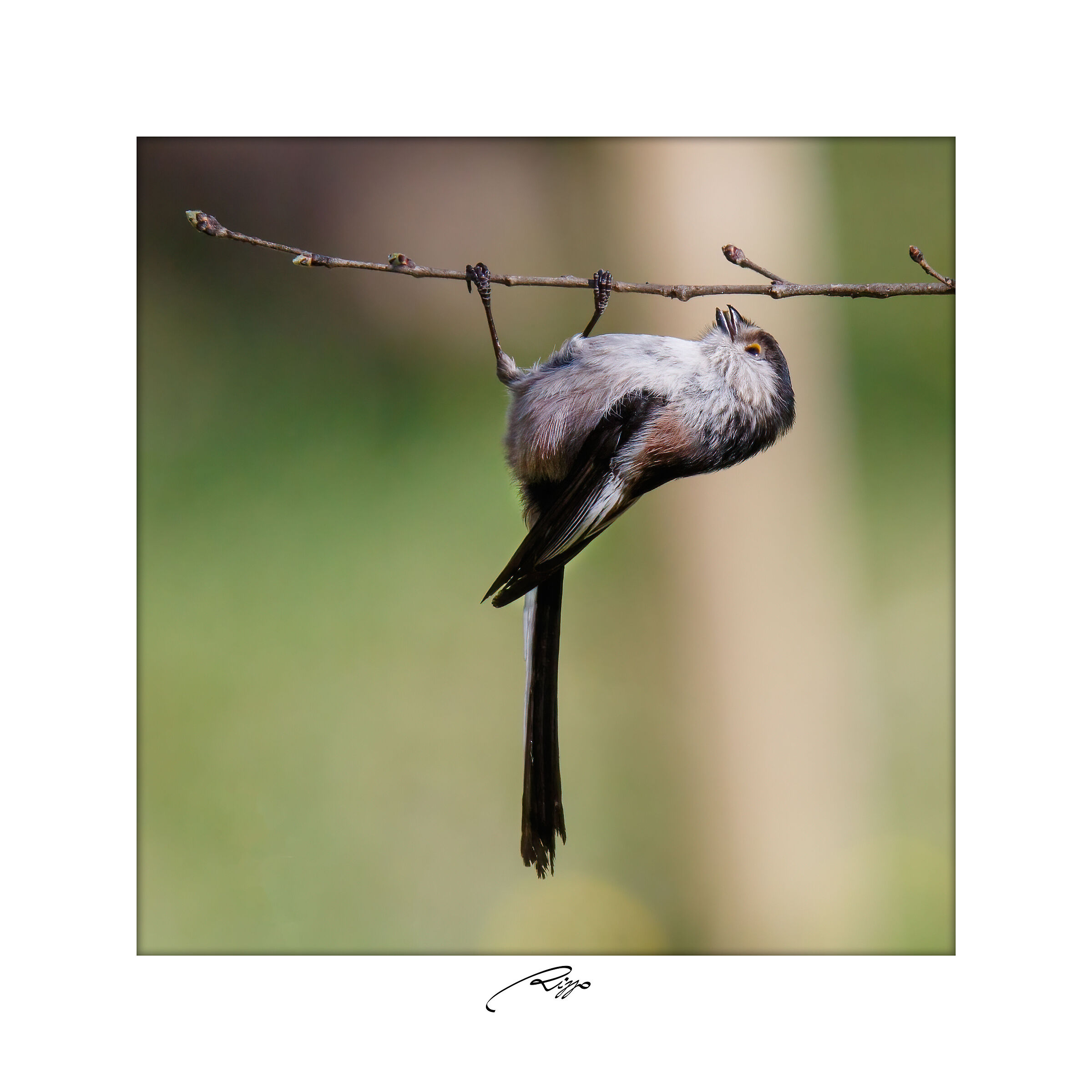 Codibugnolo alla sbarra