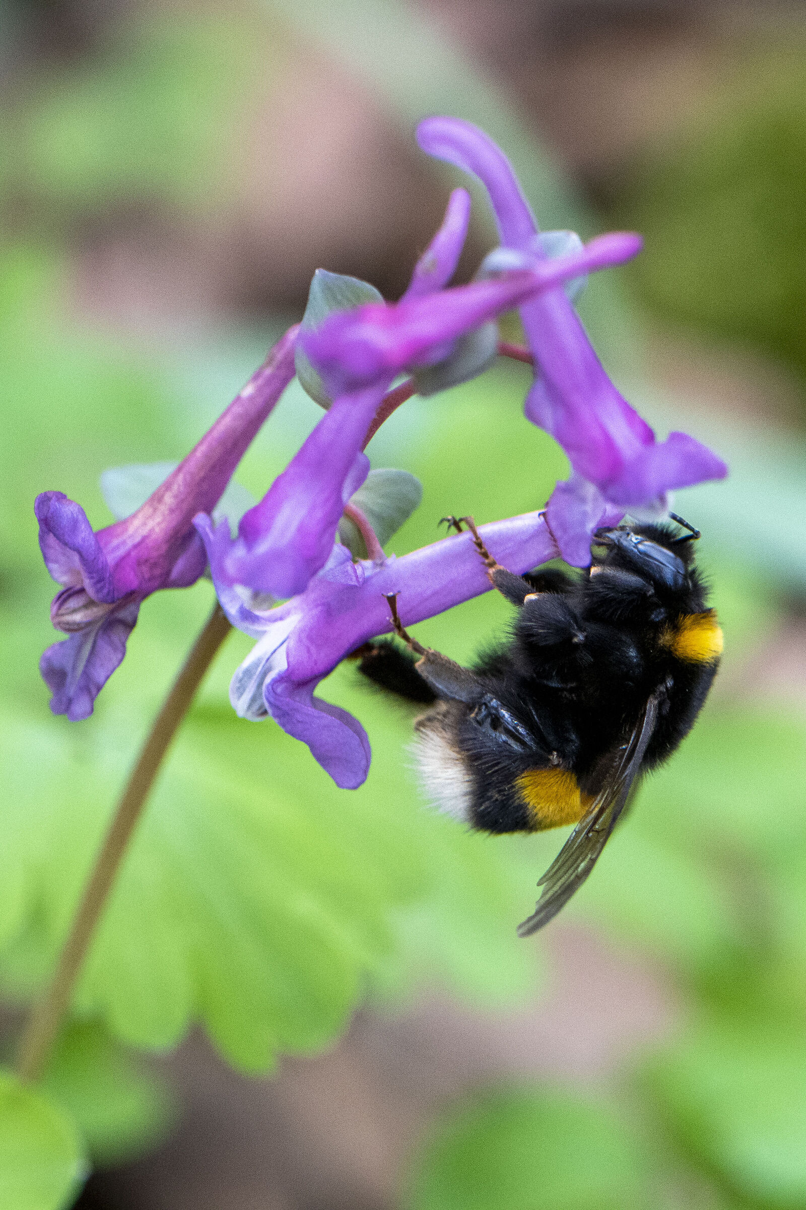 Finalmente! Il primo polline.