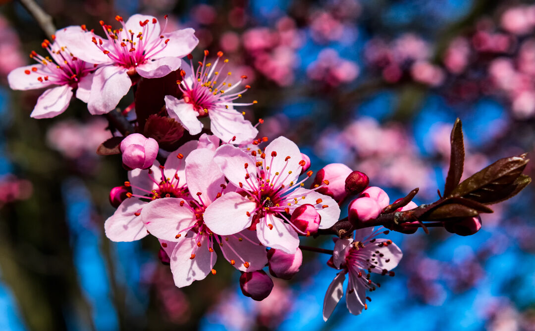 fiori di ciliegio