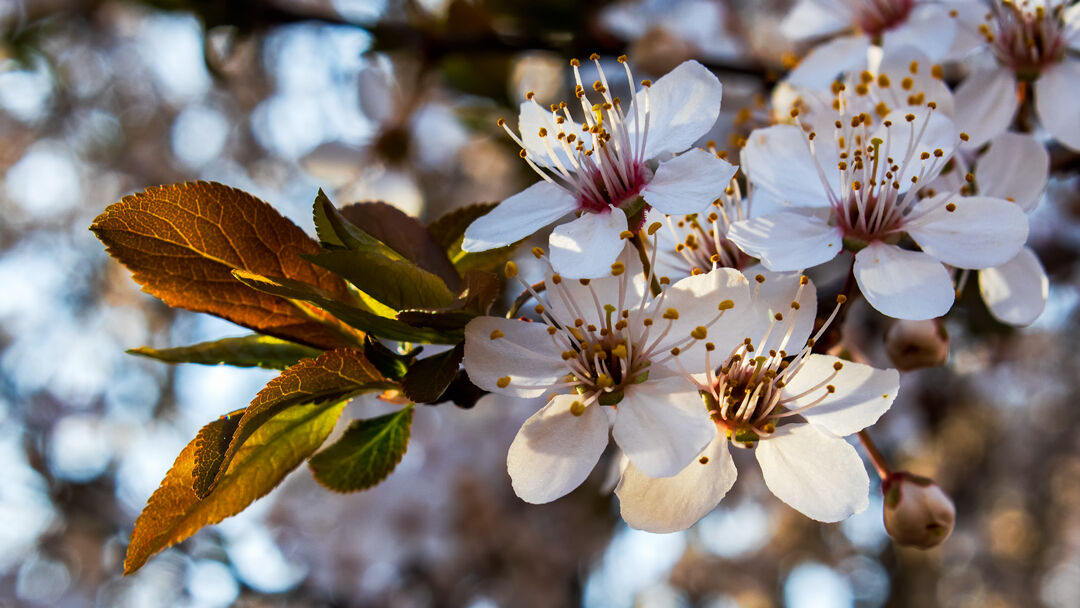 fiori di mandorlo al tramonto