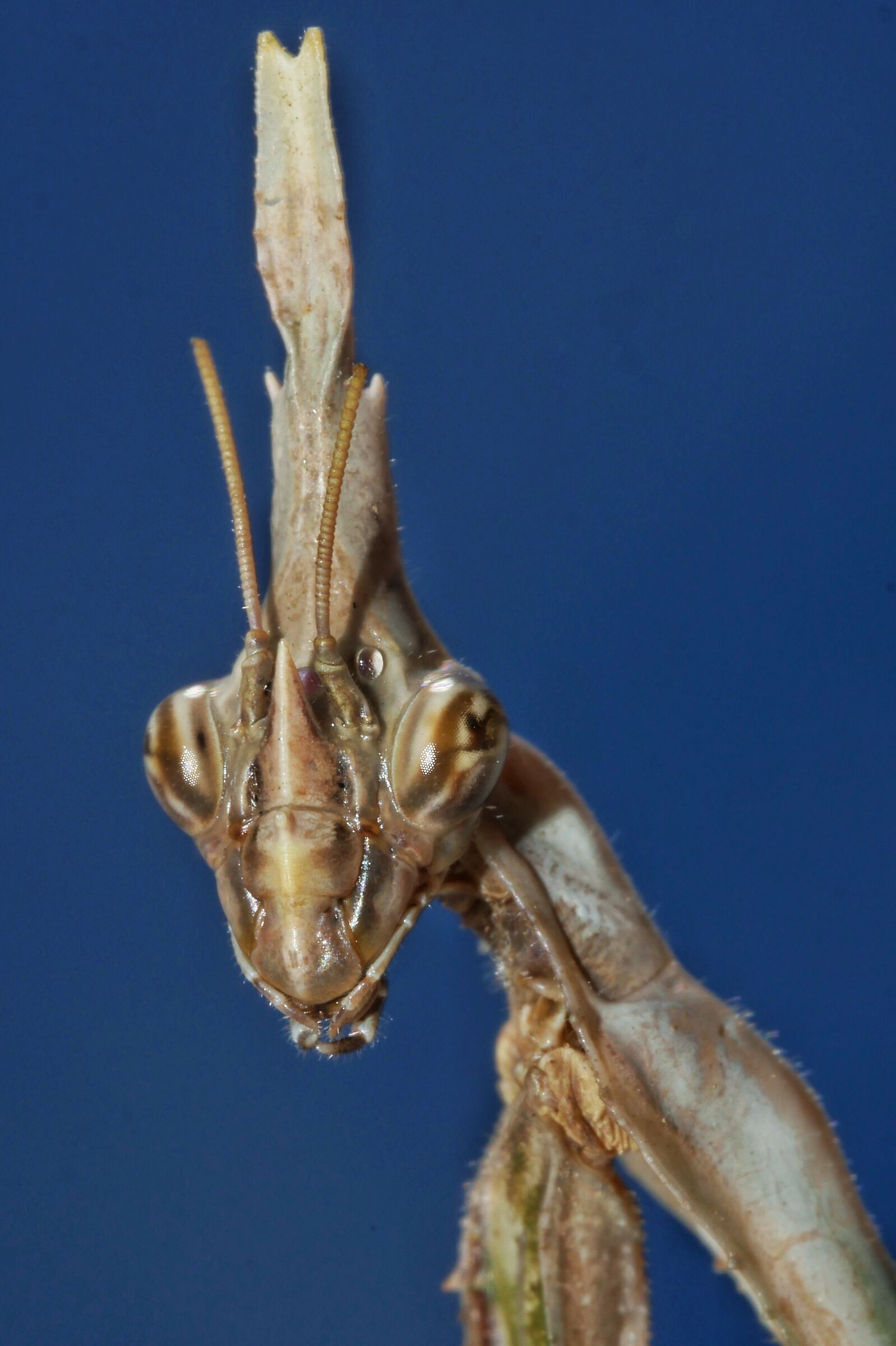Empusa pennata