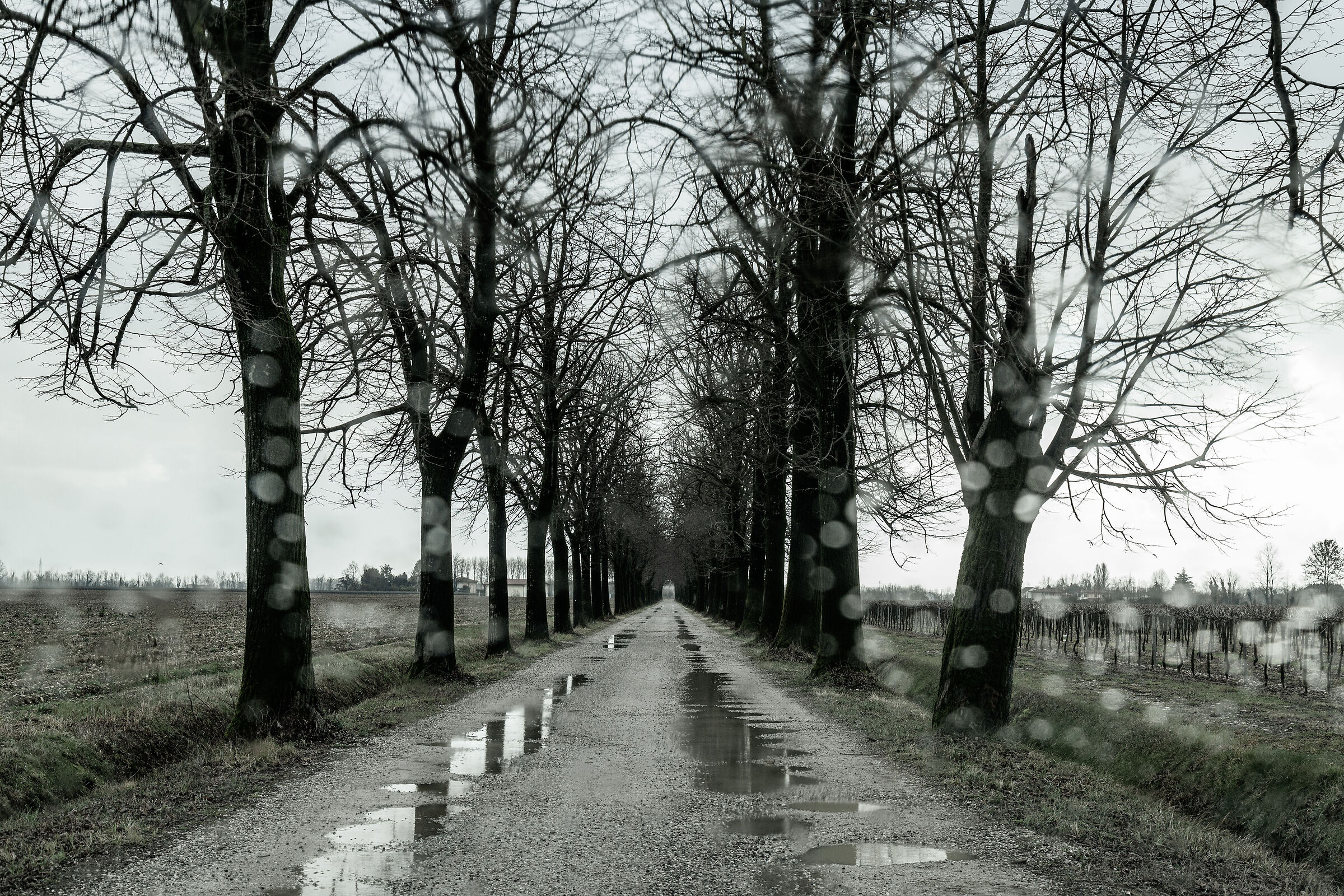 Viale alberato dal parabrezza.