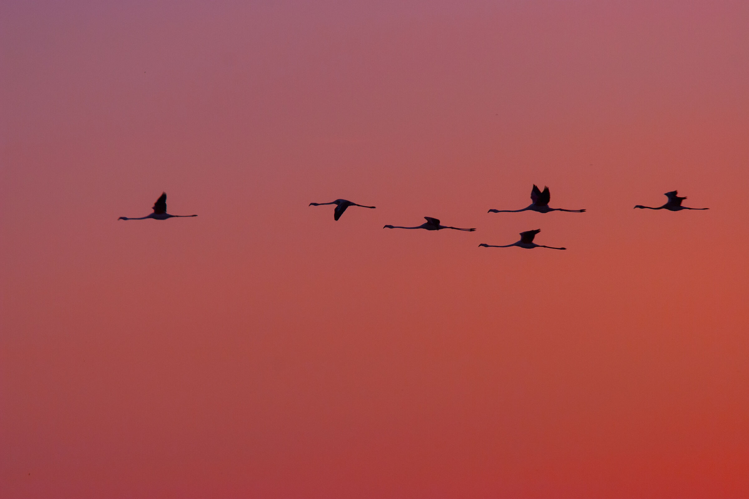 Fenicotteri al tramonto