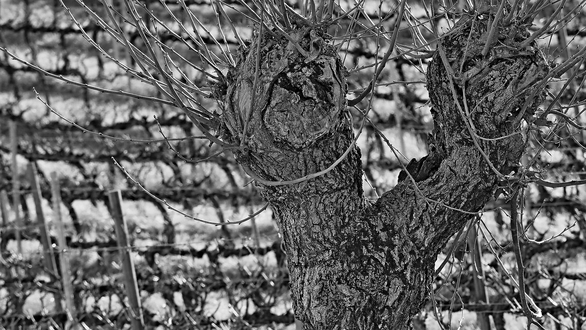 Old mulberry