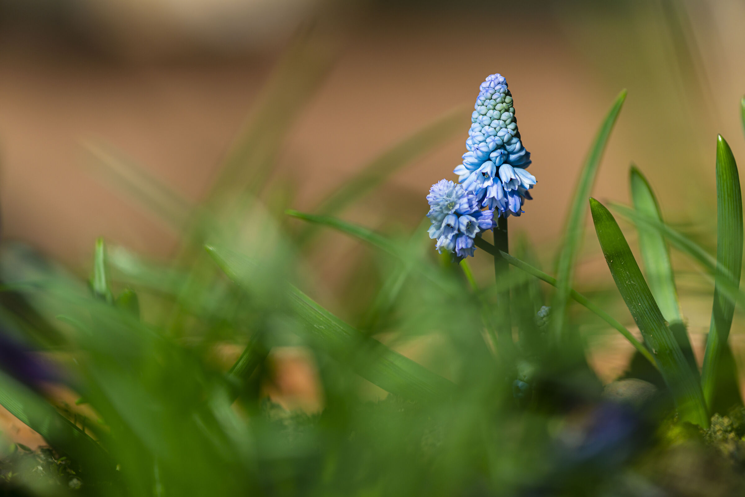 I lost the pendant in the grass.