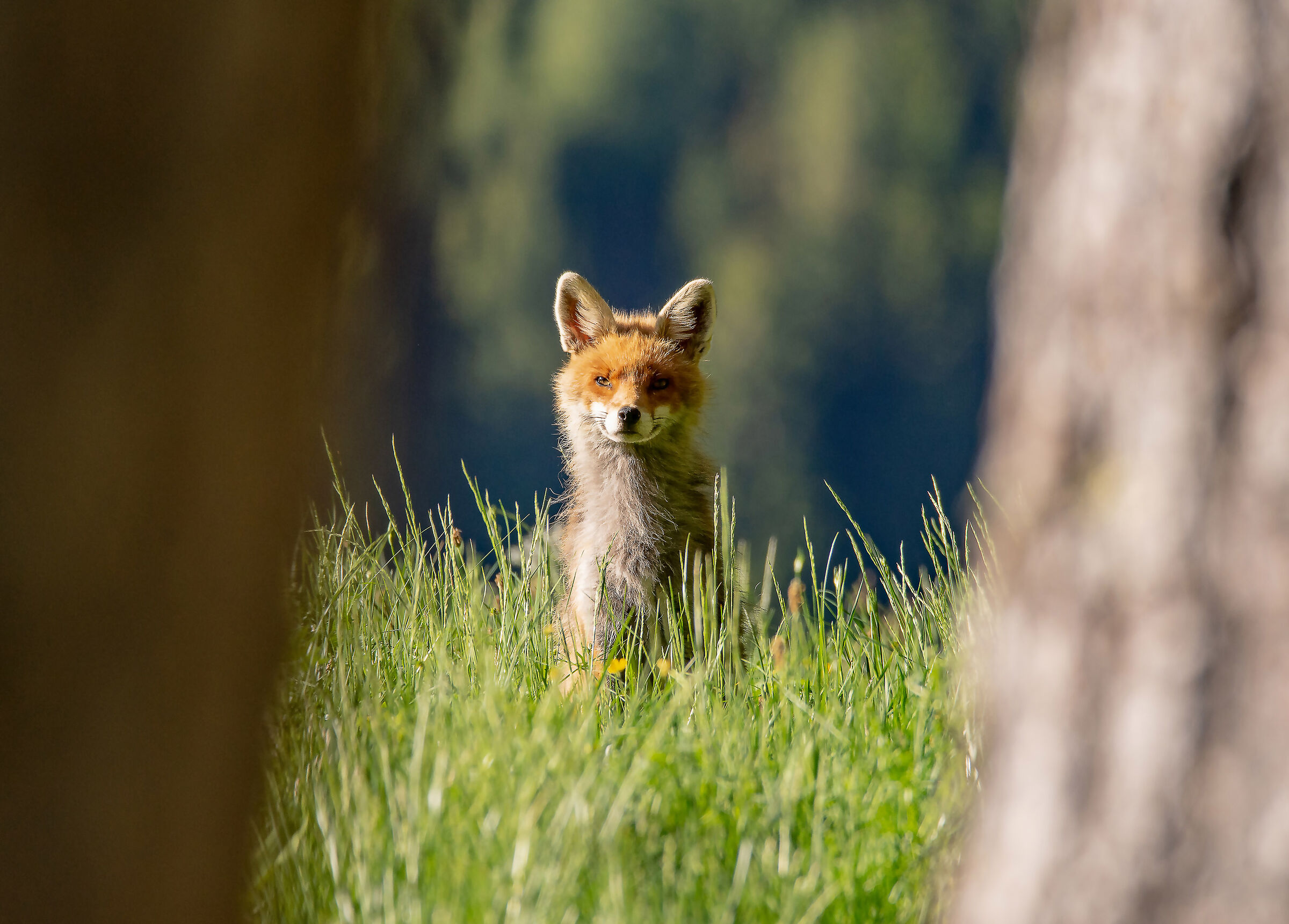 The observer observed.
