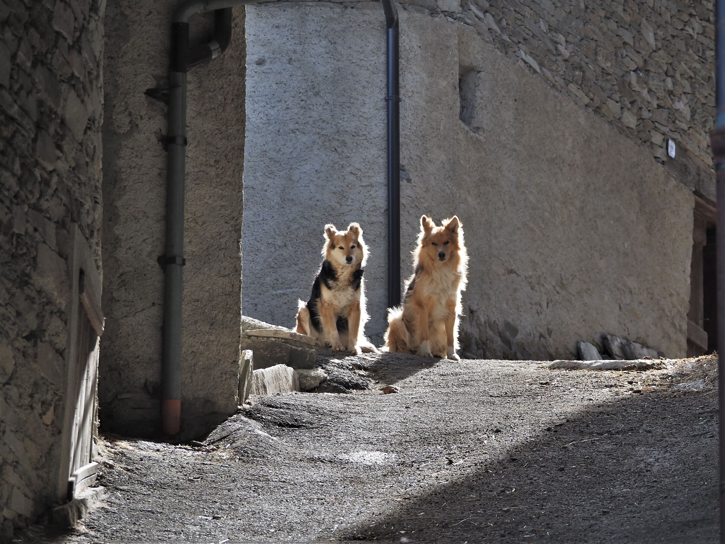 the sentries