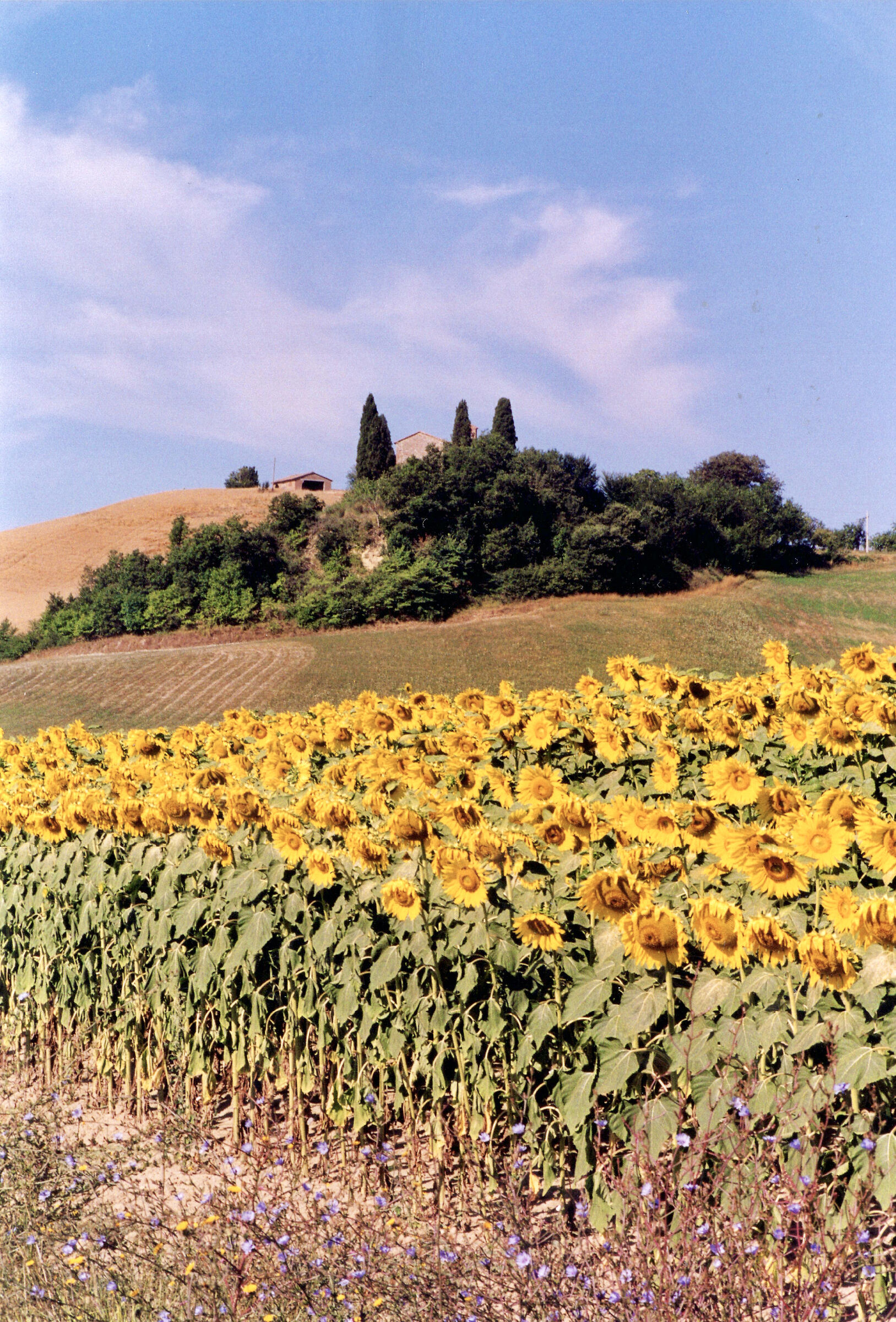 Sunflowers