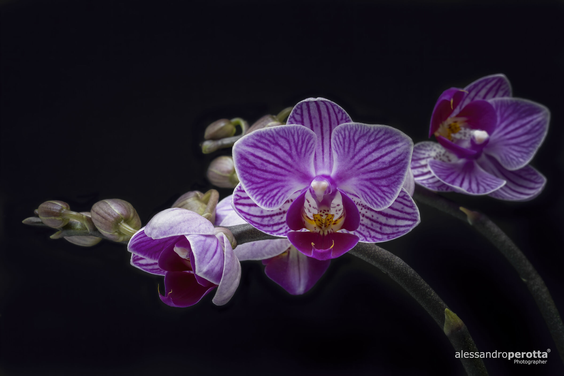 Phalaenopsis