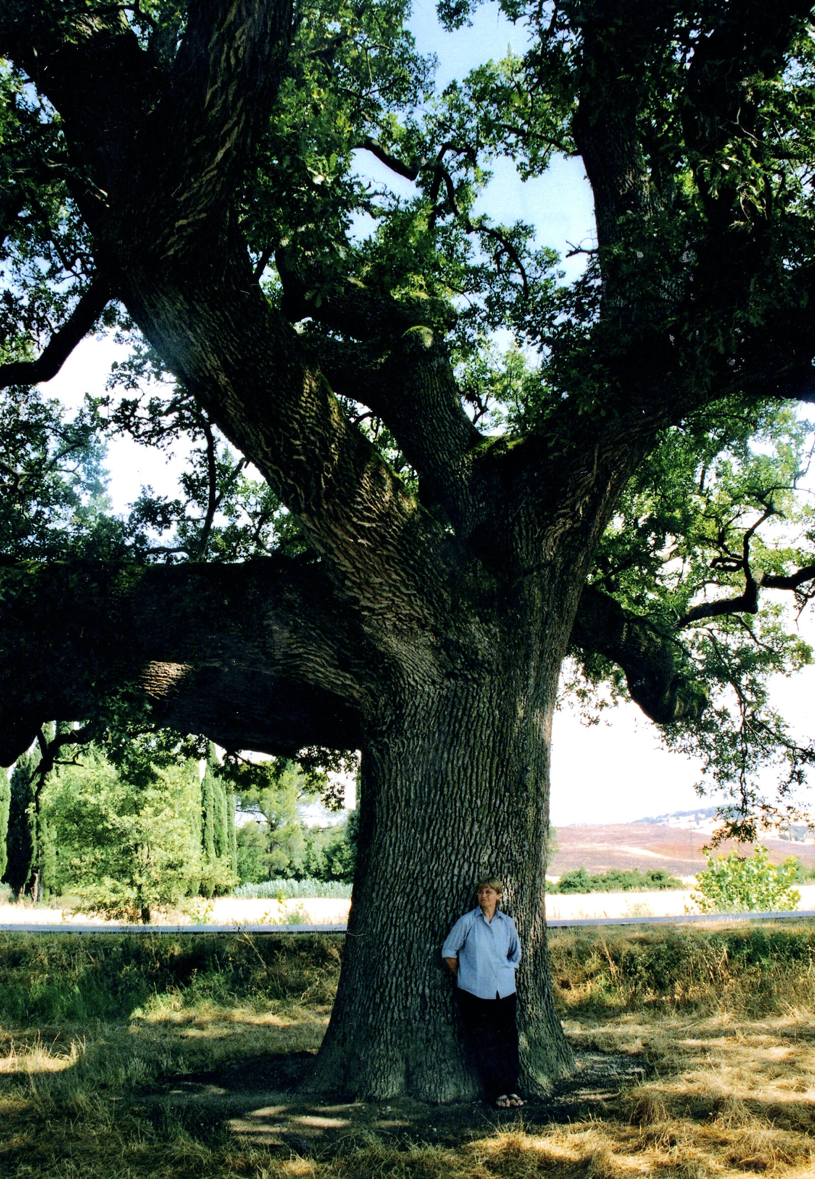 The Millennial Oak of the Checche - Val d'Orcia