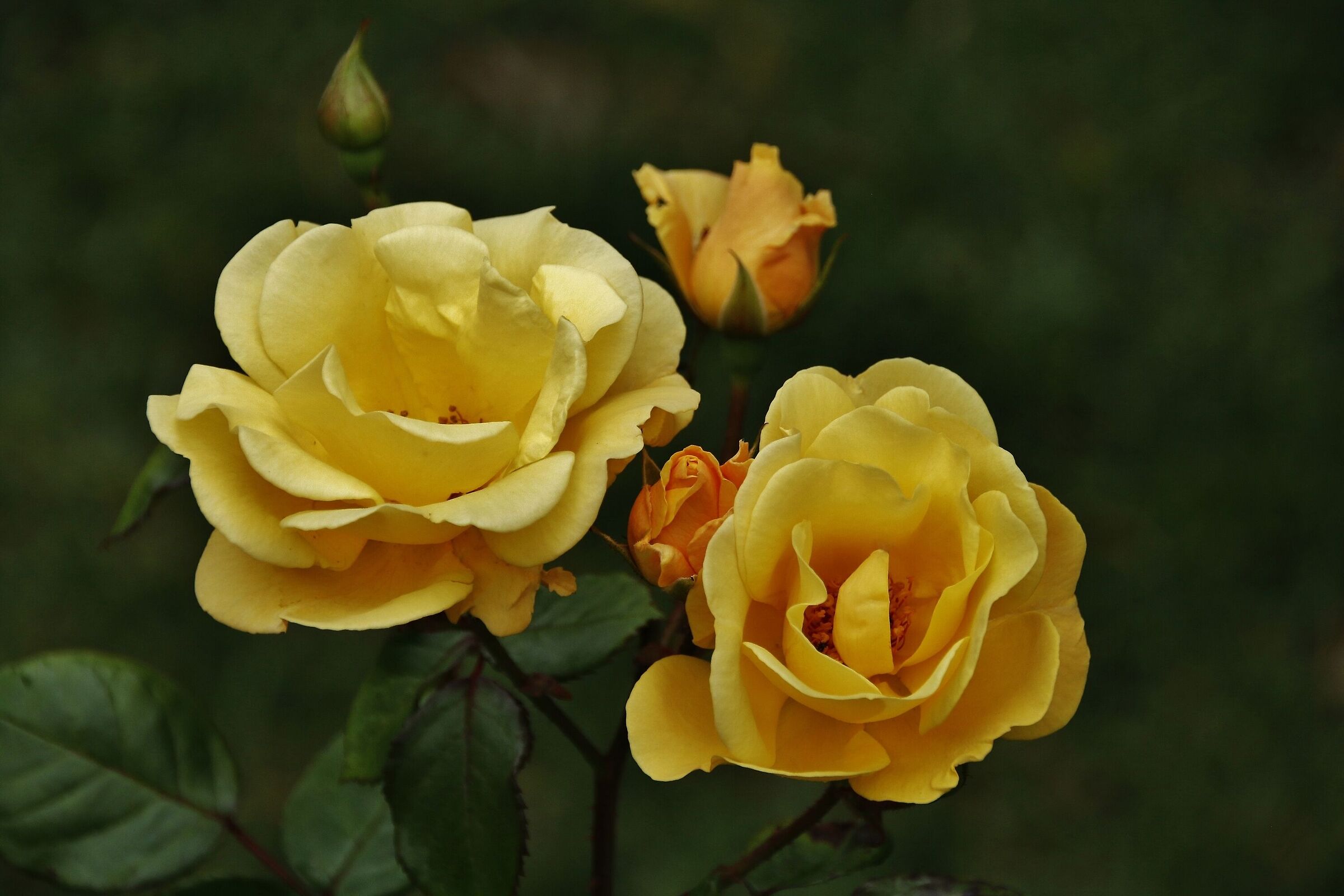 Yellow roses
