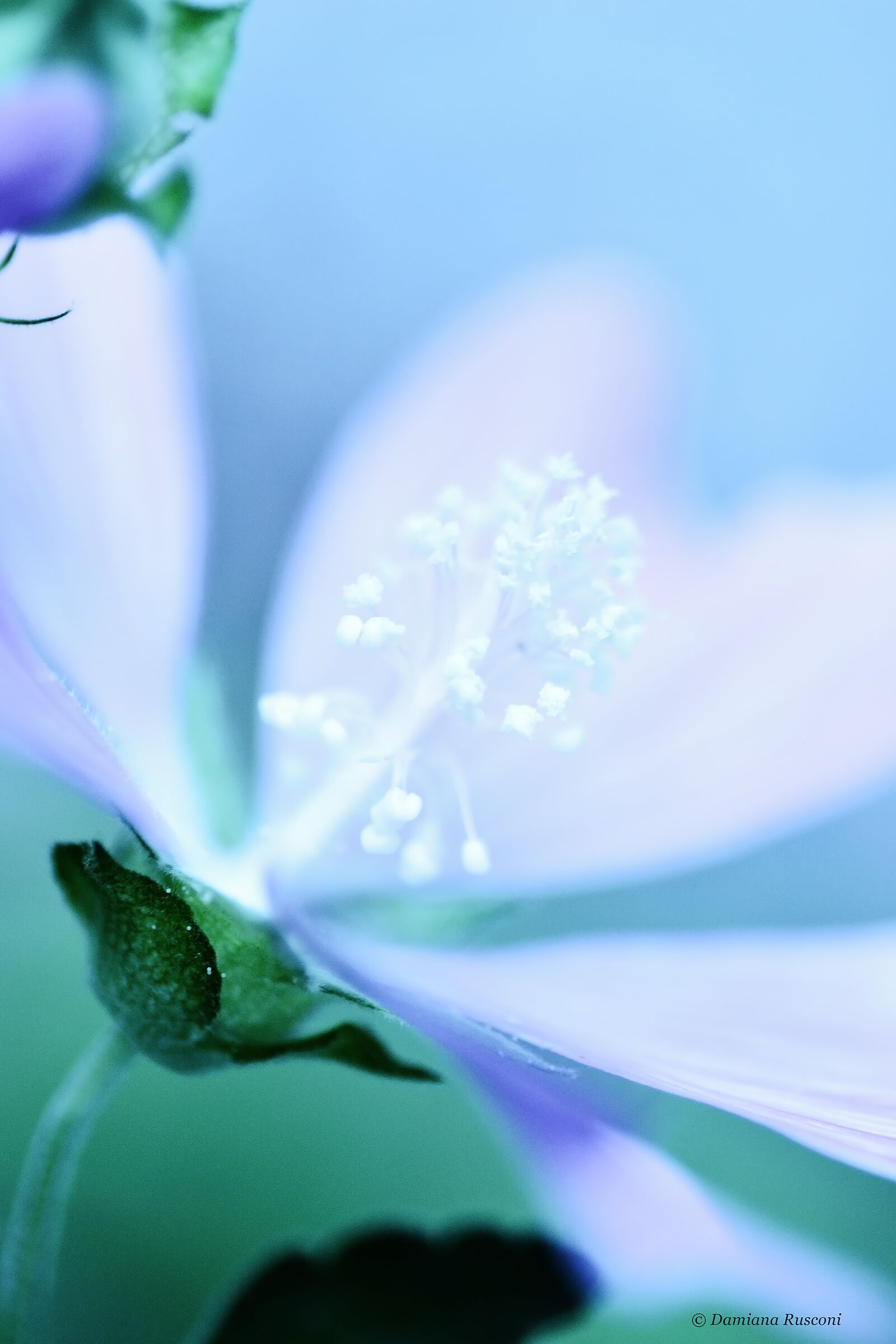 Di azzurro vestita..