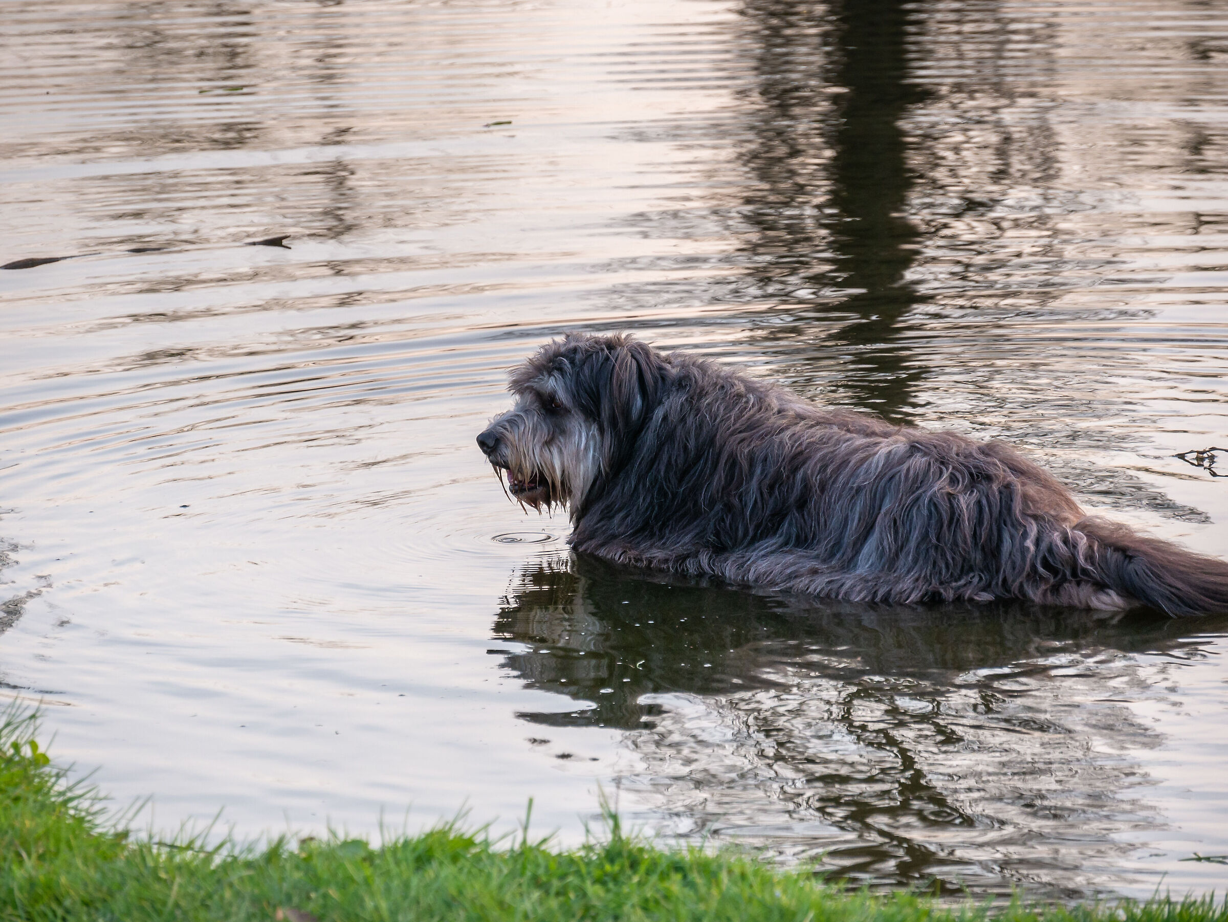 Bath in the pond - Parco della Vettabbia Milan
