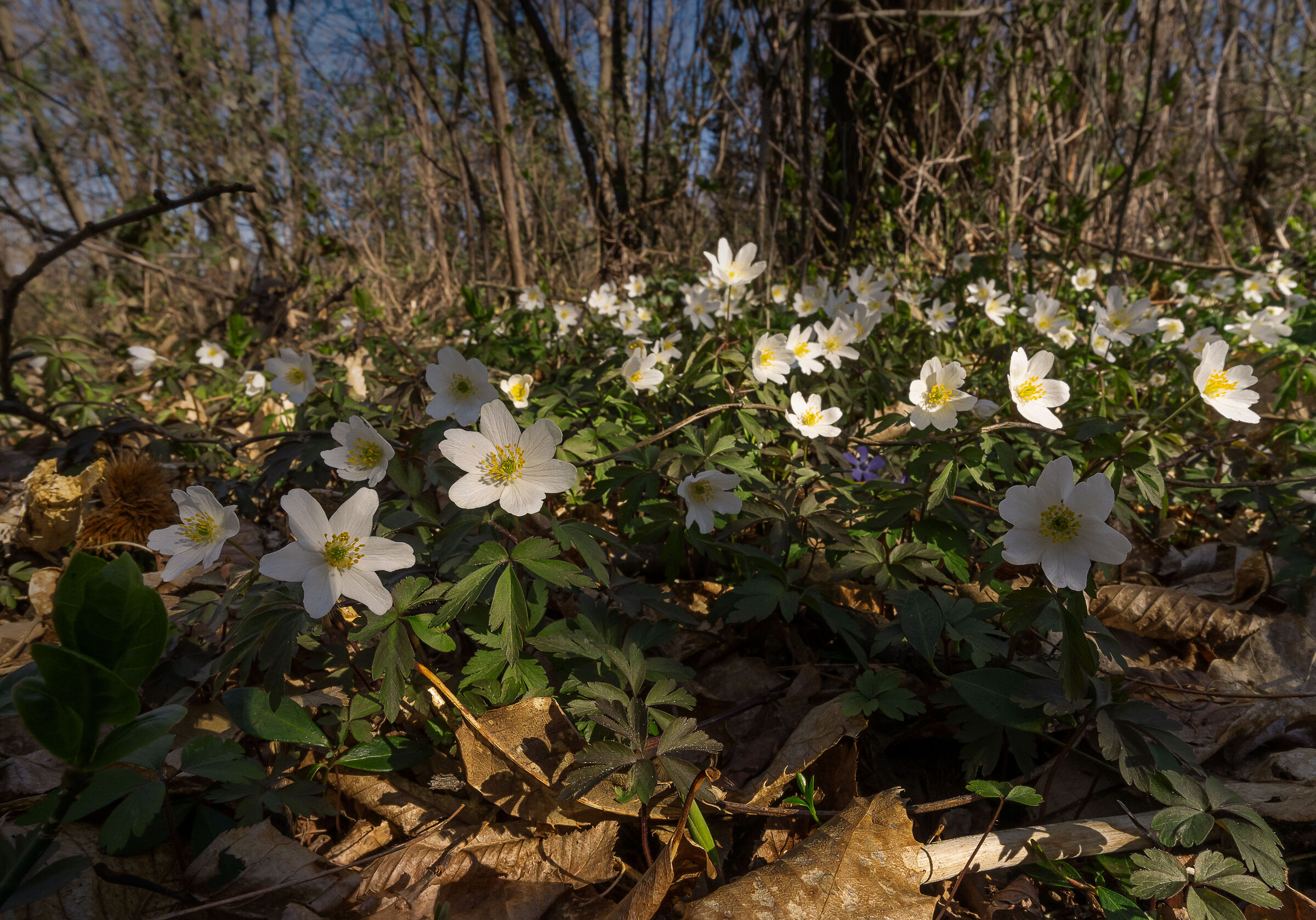 Spring