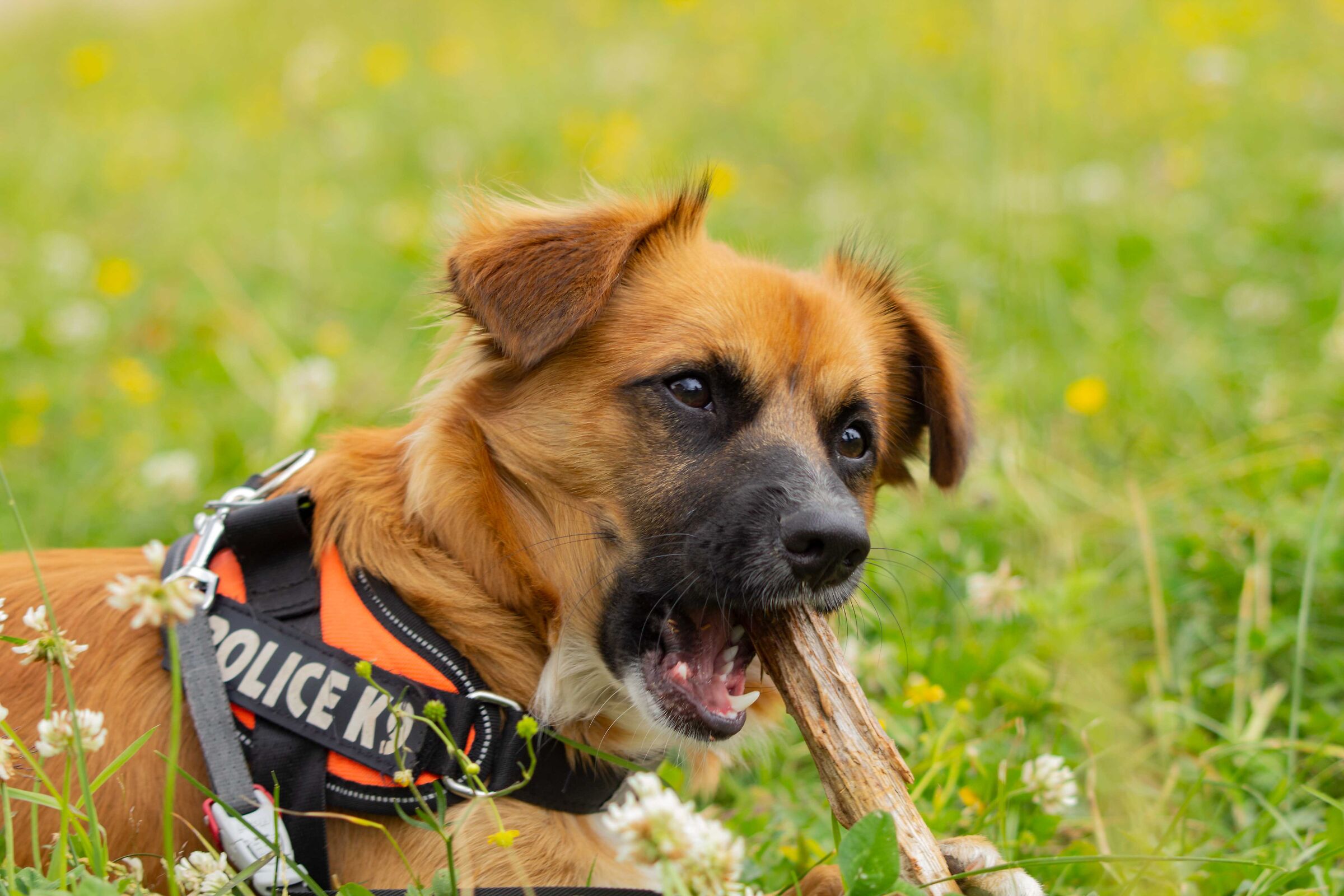 This toothpick is so gigantic!