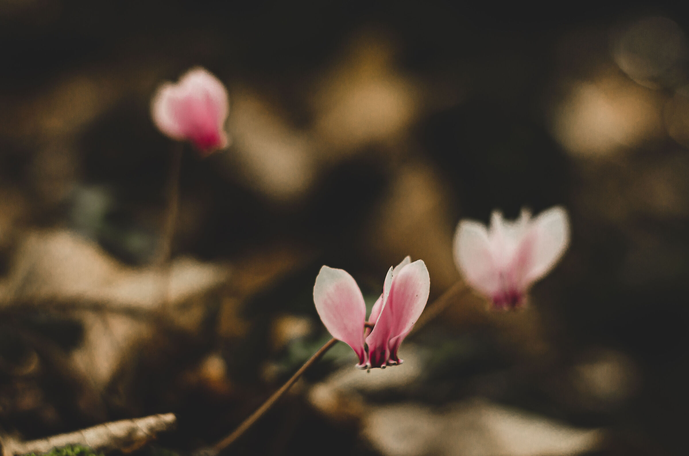 Small wild cyclamens