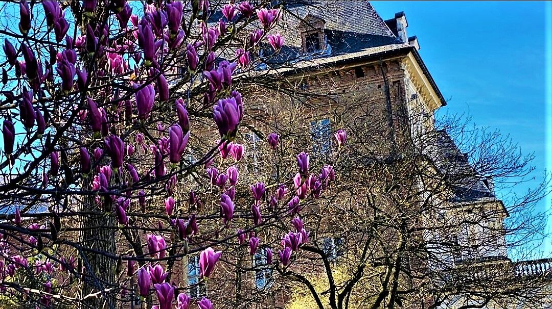 turin in bloom..
