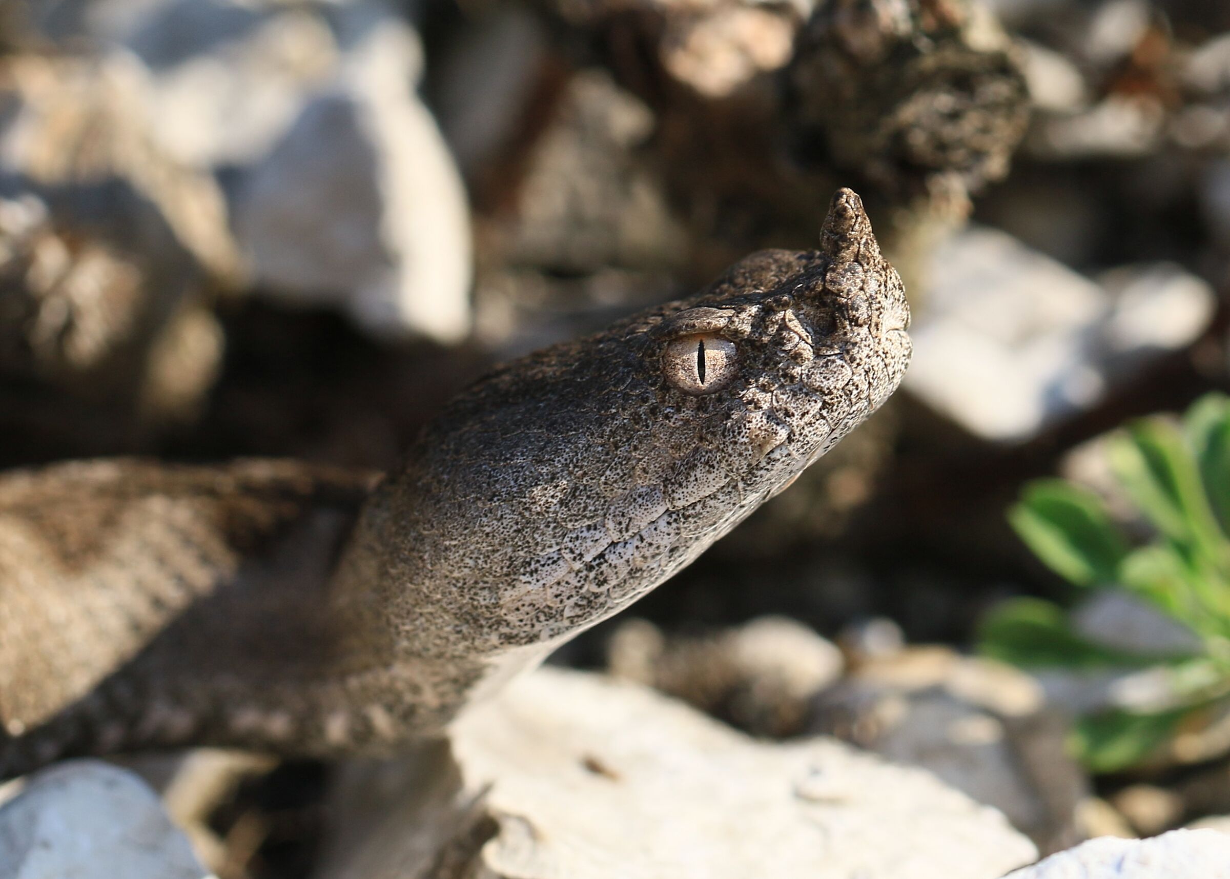Vipera ammodytes, ssp. ammodytes, femmina