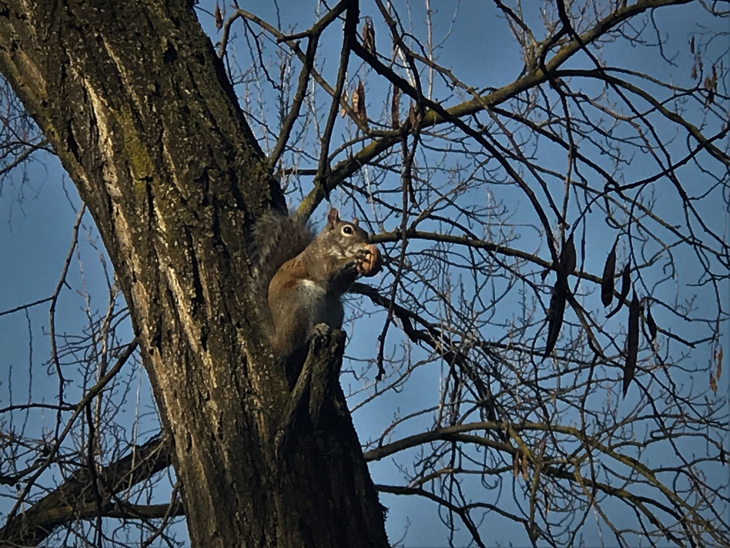 a walnut for a picture
